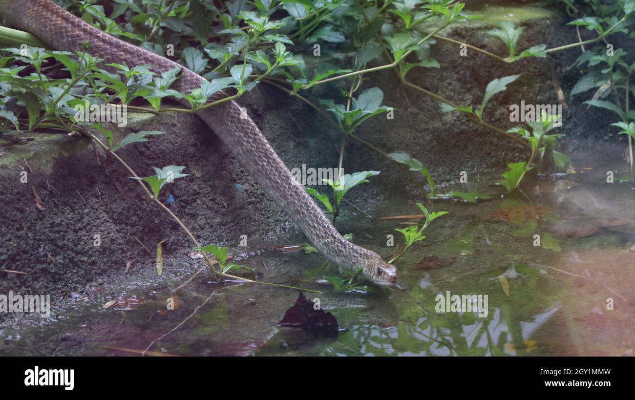 One of the snakes crawls Stock Photo Alamy