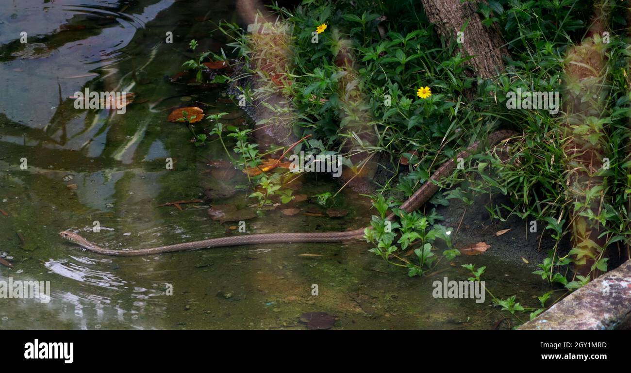 One of the snakes crawls in the water Stock Photo Alamy
