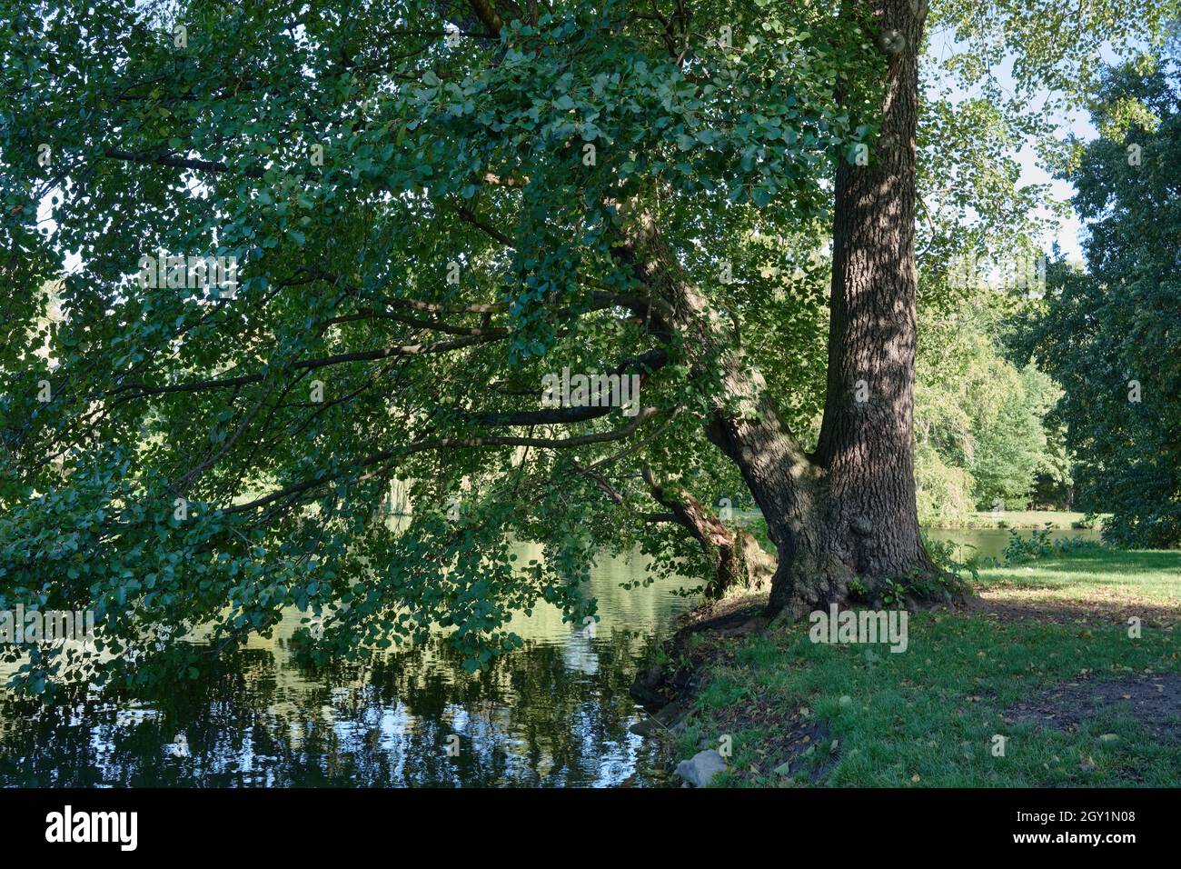 Teich und alte Bäume im Herbst in Herrenhausen, Hannover