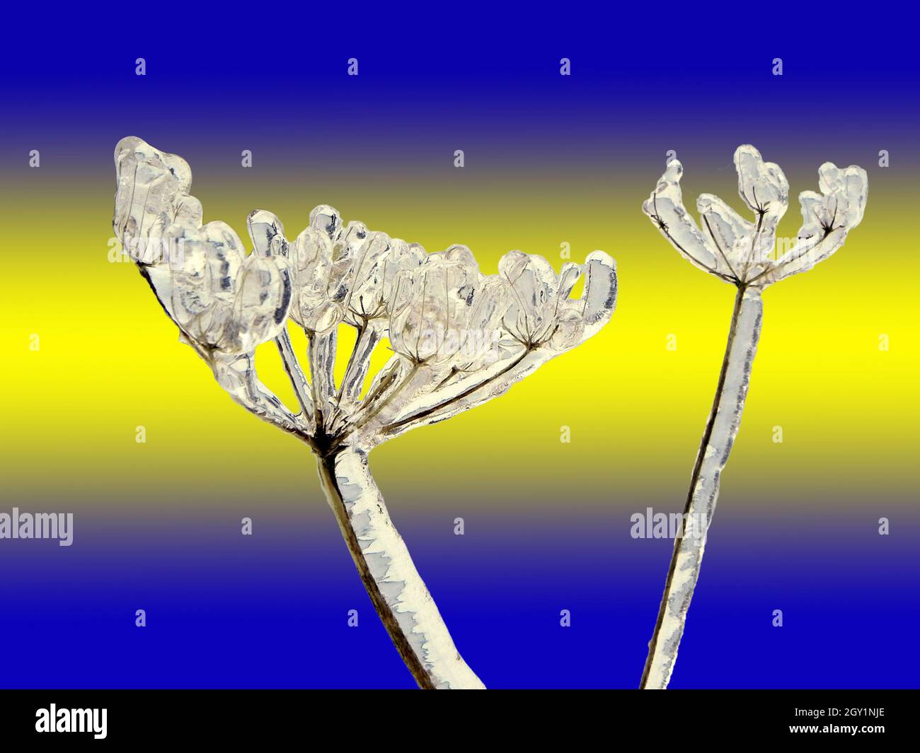 flower completely covered with black ice Stock Photo