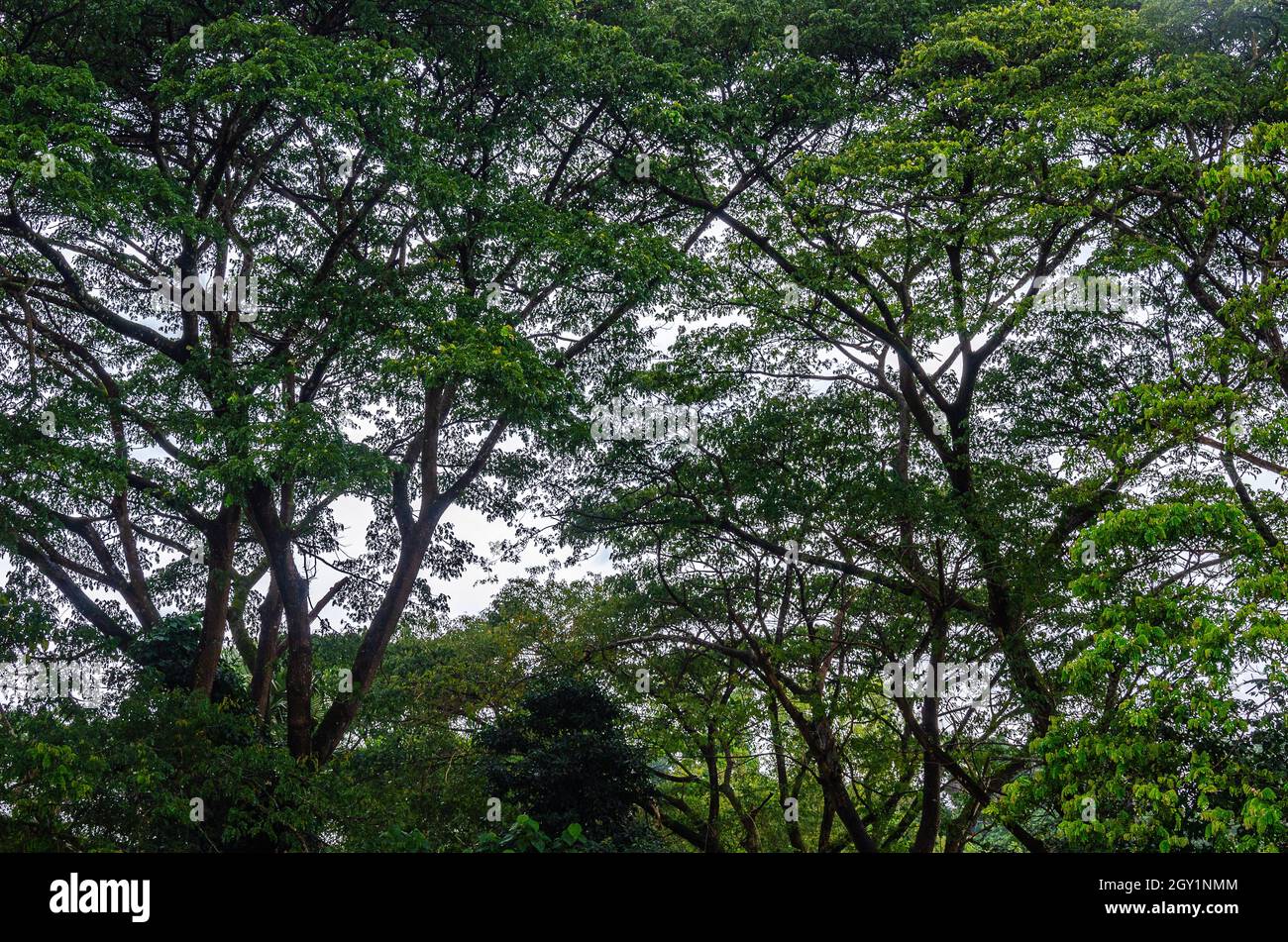 Large  Albizzia lebbek (Siris) trees at Manjal Paade, Mangalore Stock Photo