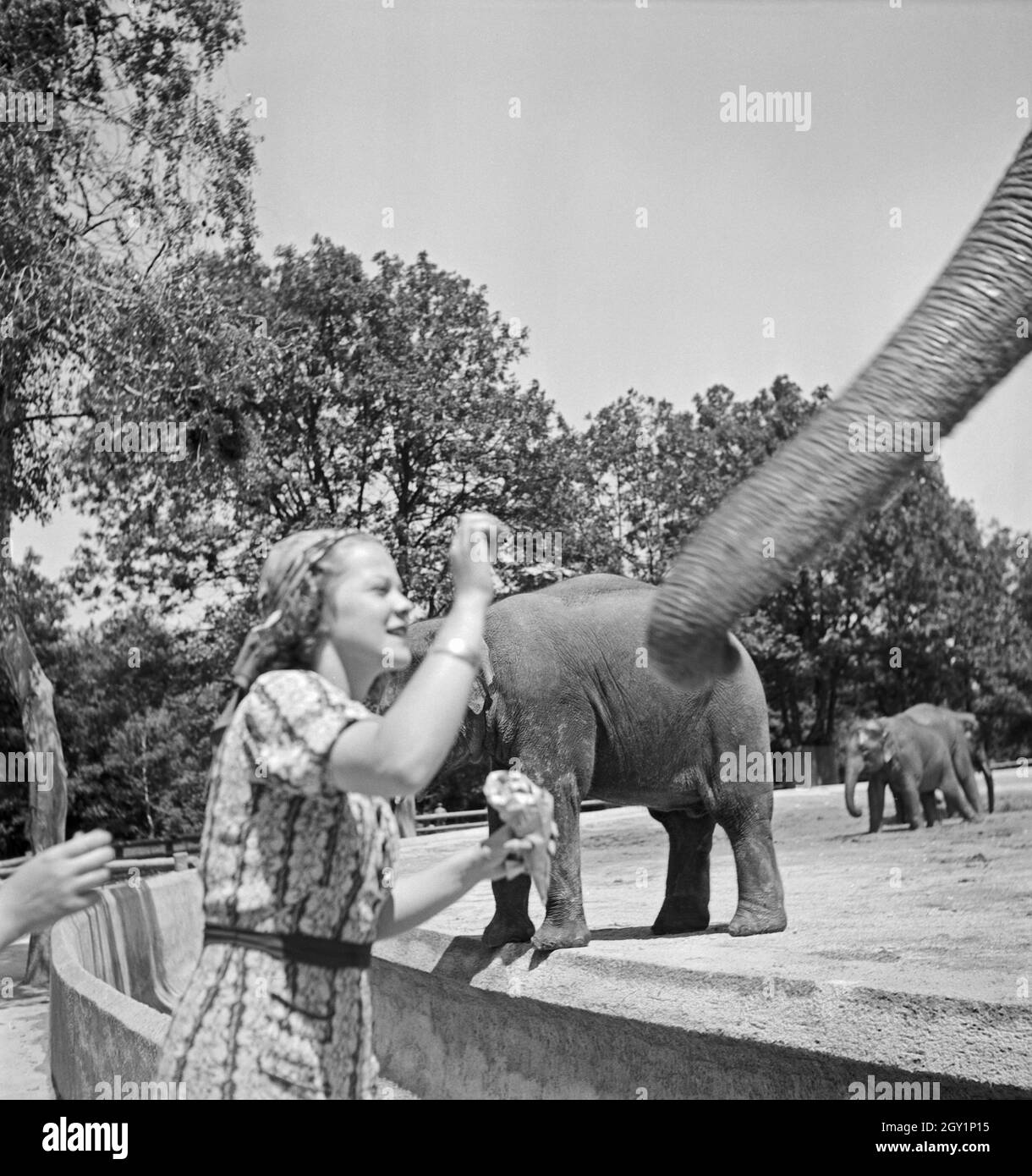 Eine Frau am Elefantengehege im Wilhlema Tierpark in Stuttgart, Deutschland 1930er Jahre. A woman at the elephant compound at Wilhelma zoological garden in Stuttgart, Germany 1930s. Stock Photo