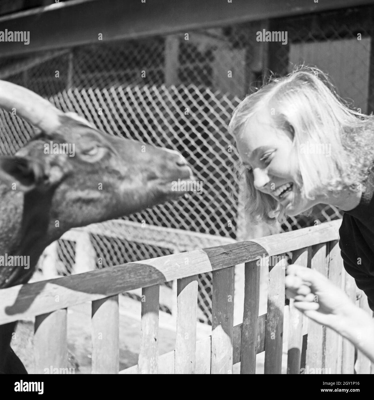 Eeine junge Frau am Ziegengehege im Wilhelma Tierpark in Stuttgart, Deutschland 1930er Jahre. A young woman at the goat compound at Wilhelma zoological garden in Stuttgart, Germany 1930s. Stock Photo