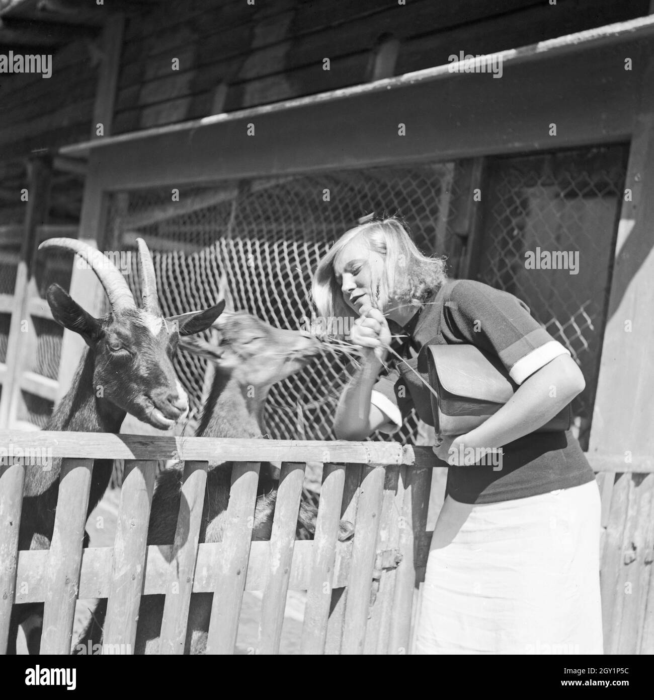Eine junge Frau am Ziegengehege im Wilhelma Tierpark in Stuttgart, Deutschland 1930er Jahre. A young woman at the goat   compound at Wilhelma zoological gardens at Stuttgart, Germany 1930s. Stock Photo