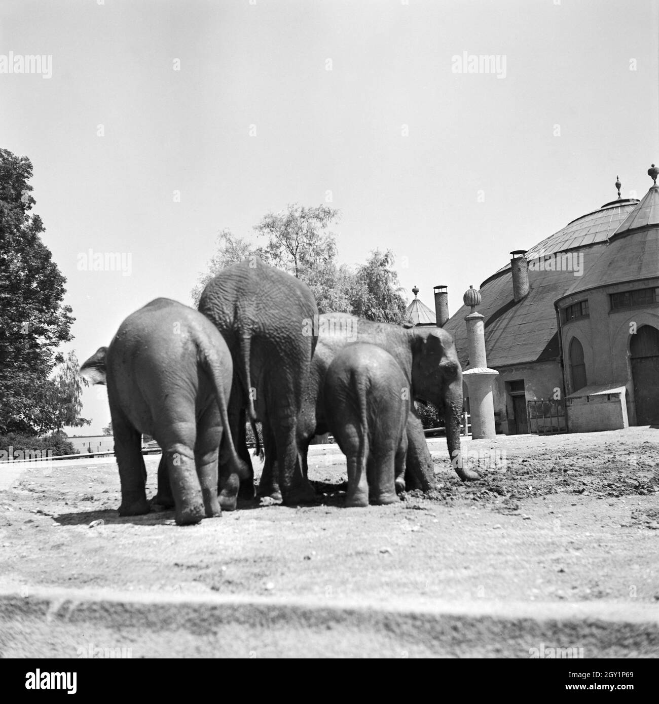 Elefantengehege im Wilhlema Tierpark in Stuttgart, Deutschland 1930er Jahre. The elephant compound at Wilhelma zoological garden in Stuttgart, Germany 1930s. Stock Photo