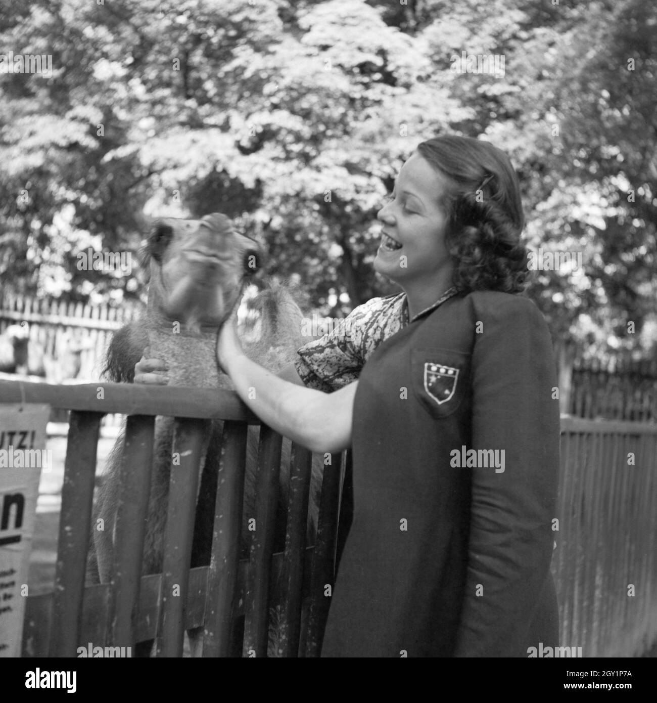 Eine junge Frau am Kamelgehege im Wilhelma Tierpark in Stuttgart, Deutschland 1930er Jahre. A young woman at the camel   compound at Wilhelma zoological gardens at Stuttgart, Germany 1930s. Stock Photo