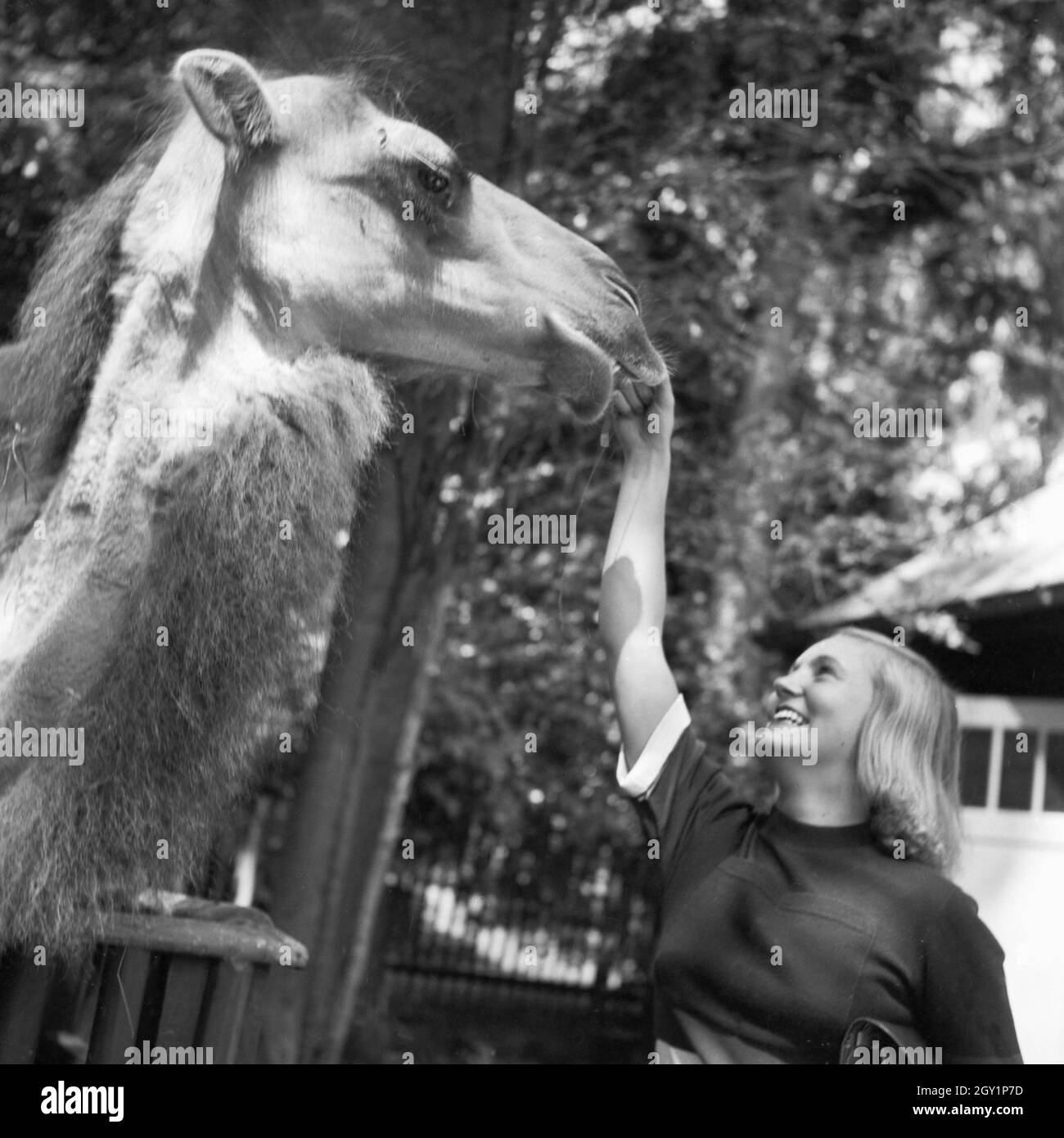 Eine Frau am Kamelgehege im Wilhlema Tierpark in Stuttgart, Deutschland 1930er Jahre. A woman at the camel compoudn at Wilhelma zoological garden in Stuttgart, Germany 1930s. Stock Photo