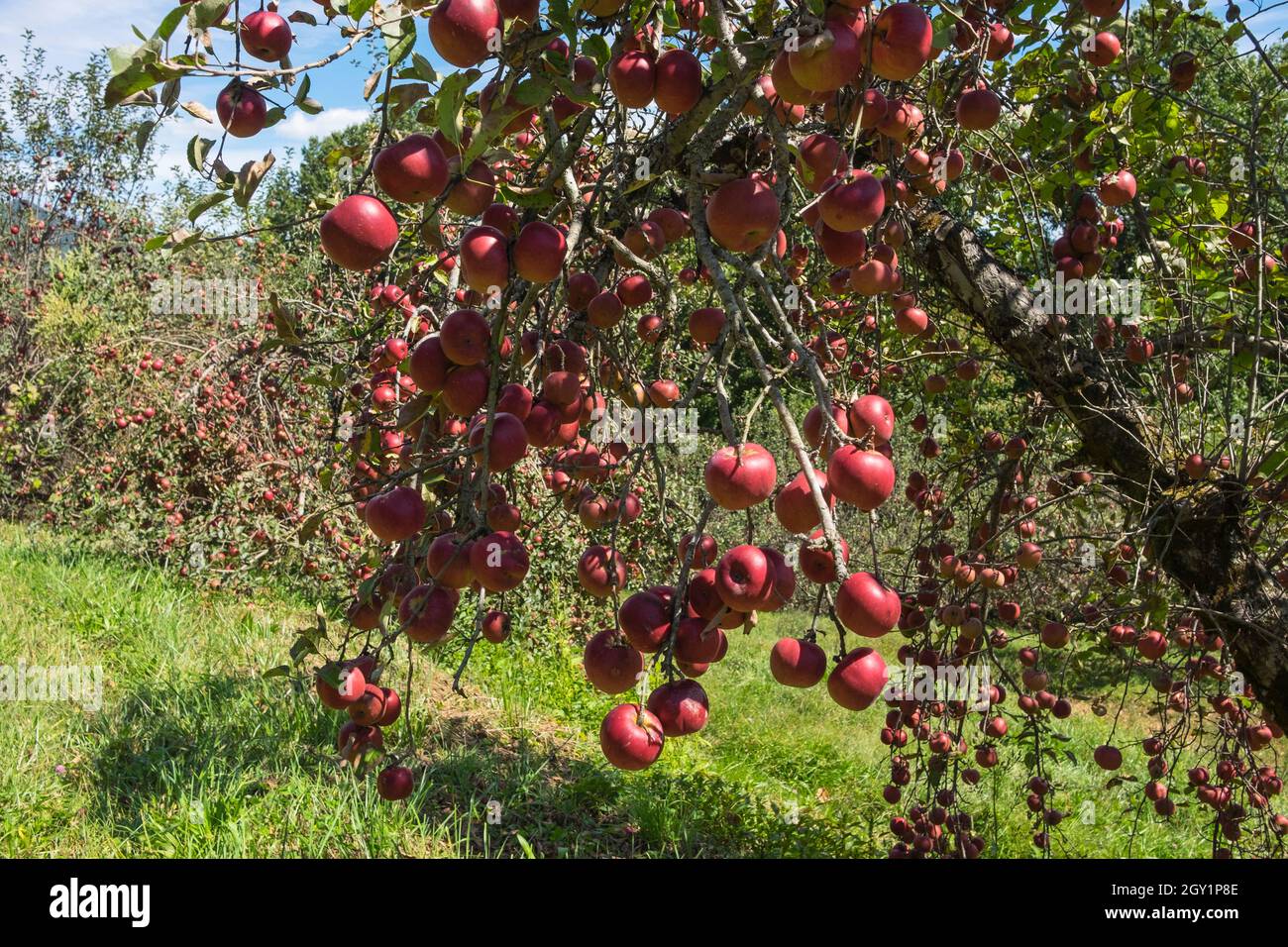 Altapass Apple Orchard in the Blue Ridge Mountains of North Carolina
