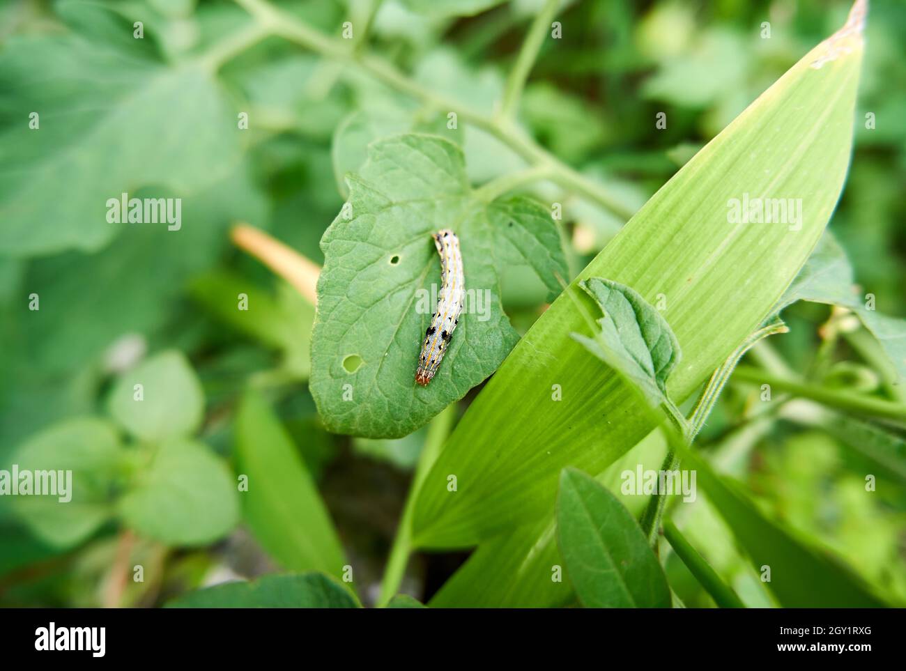 Caterpillars on tomato plantation leaves Stock Photo Alamy