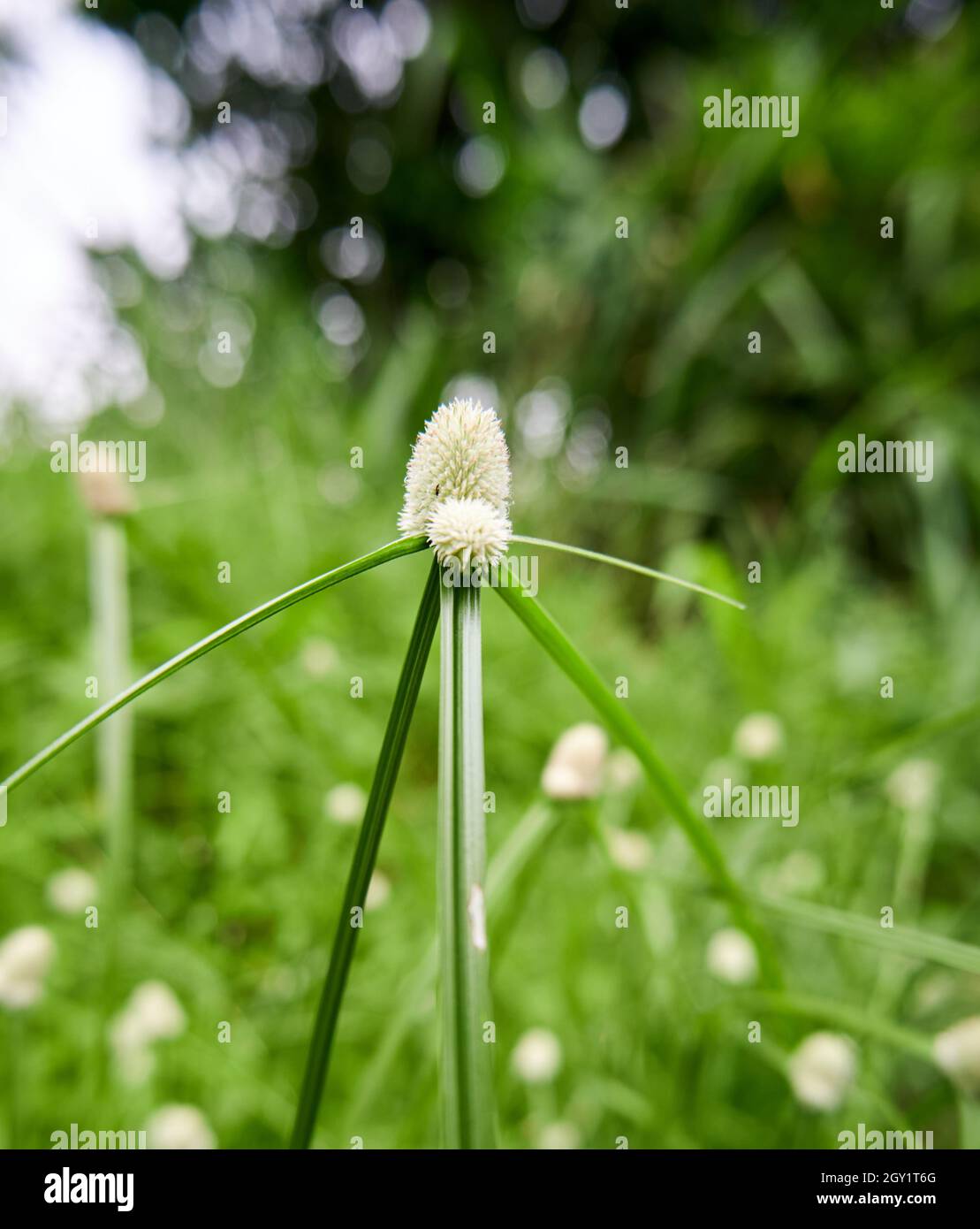 Beautiful wild plant Cyperus richardii. Wild white flowers grow beautifully in the plantation. Stock Photo