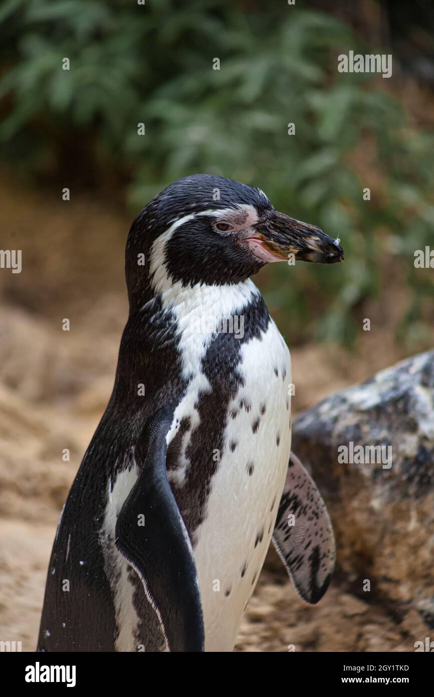 Penguin at Colchester Zoo Stock Photo Alamy