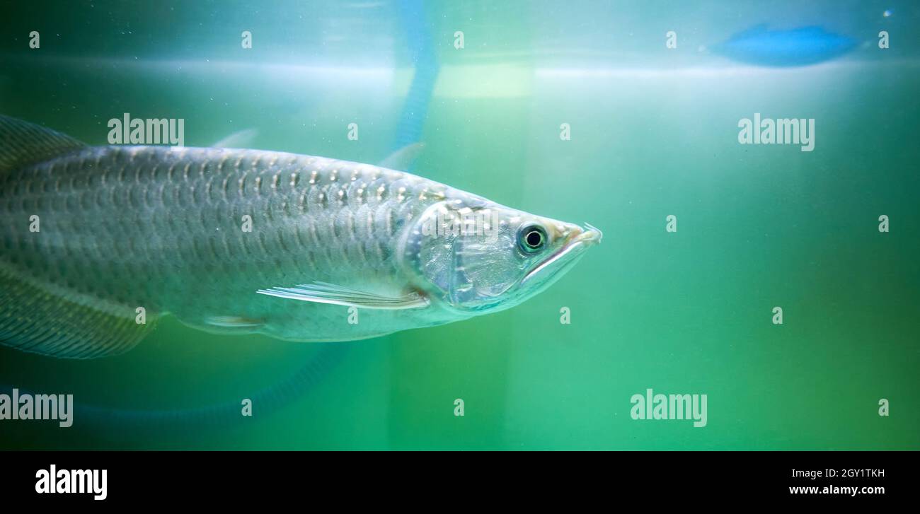 Beautiful arowana fish in the aquarium, jardini arowana fish. Stock Photo