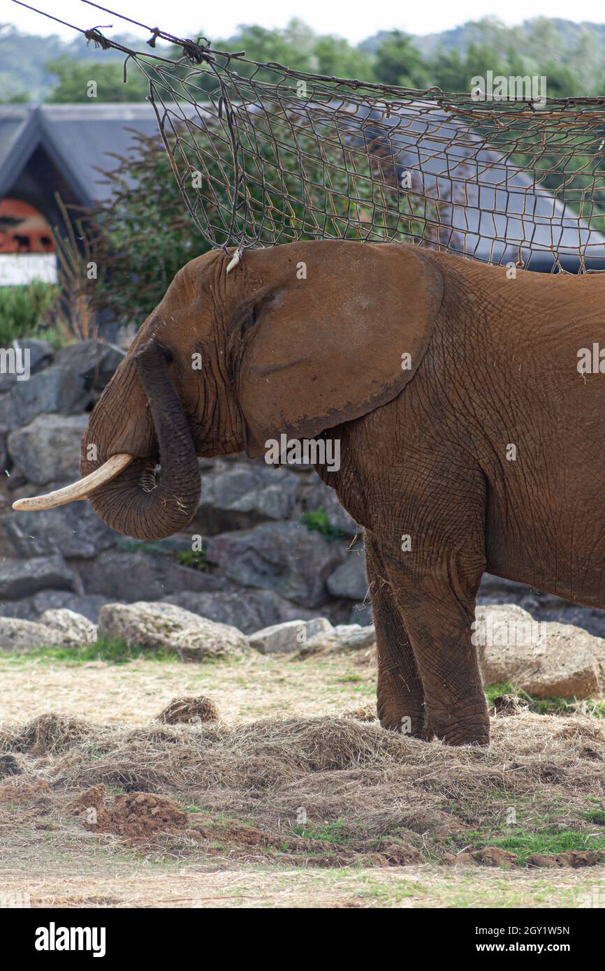 Elephant at Colchester Zoo Stock Photo