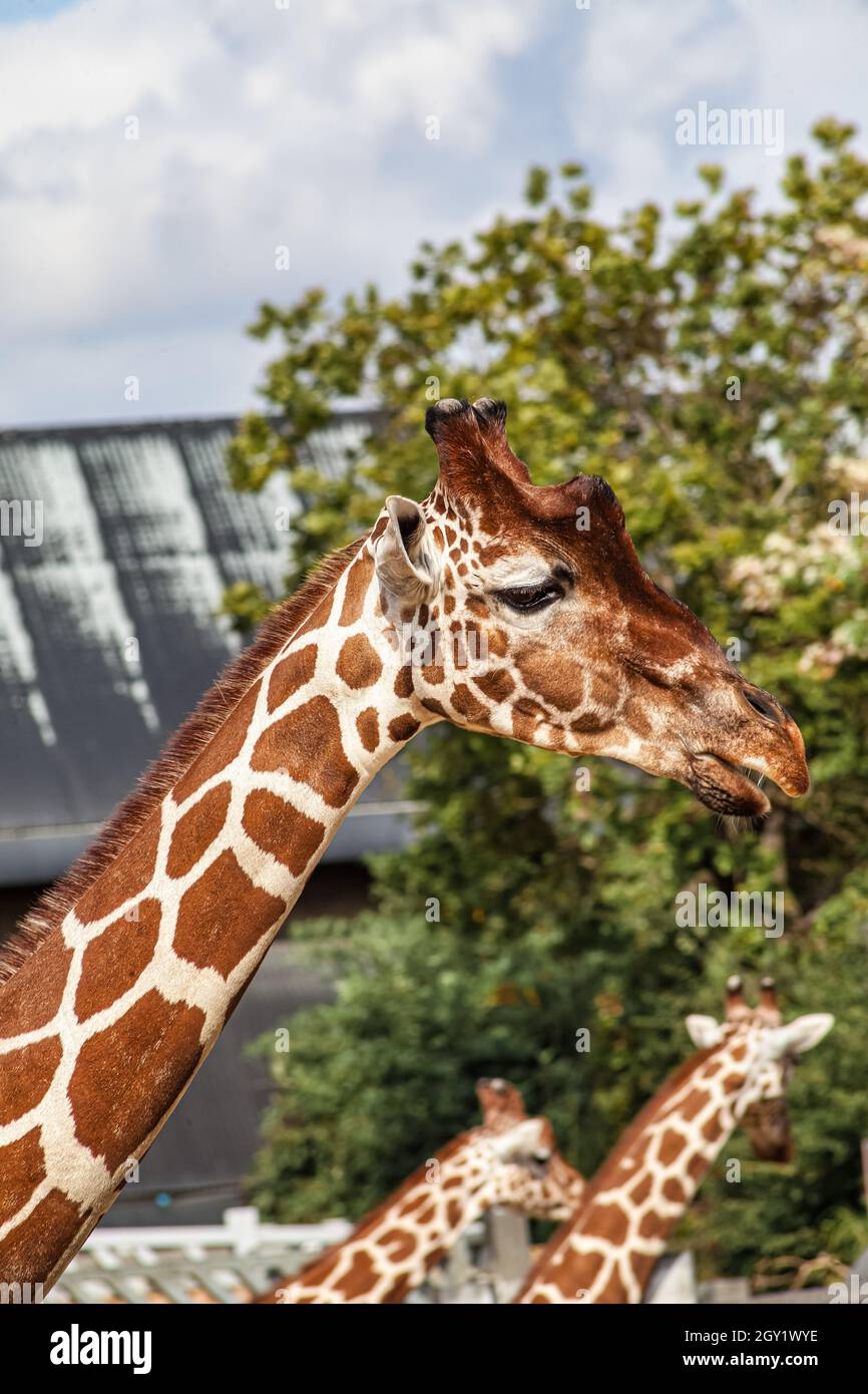 Giraffe at Colchester Zoo Stock Photo Alamy
