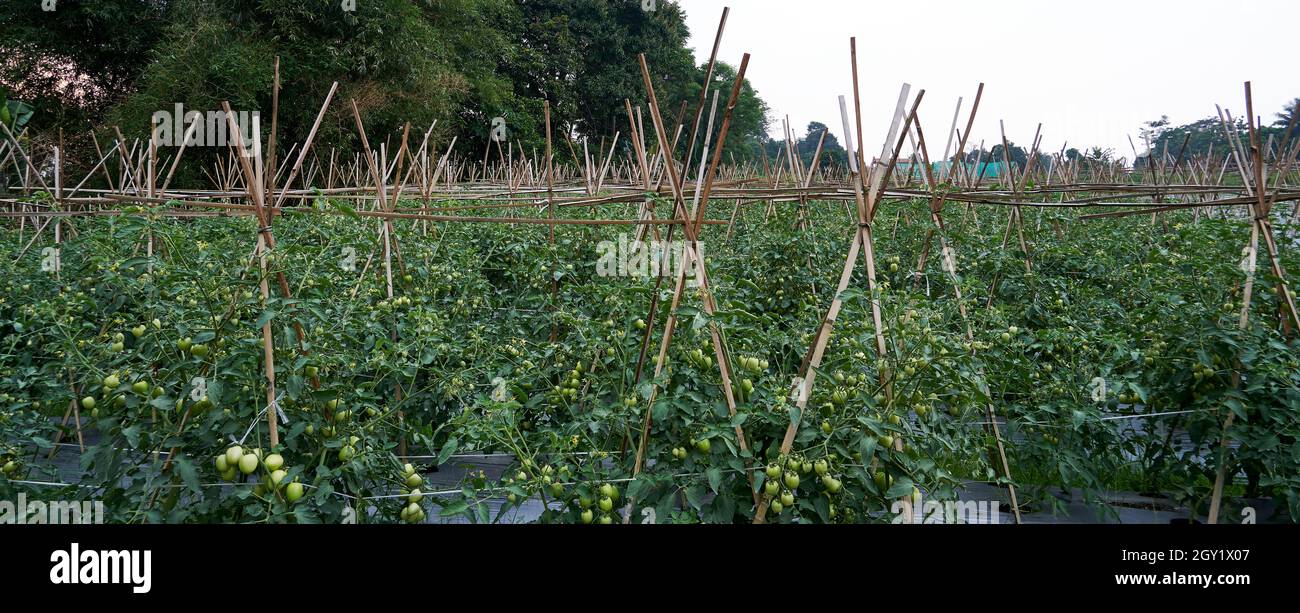 Tomato garden ready for harvest Stock Photo - Alamy