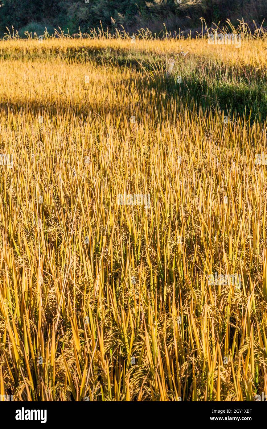 Detail of a field of a ripe rice, Myanmar Stock Photo
