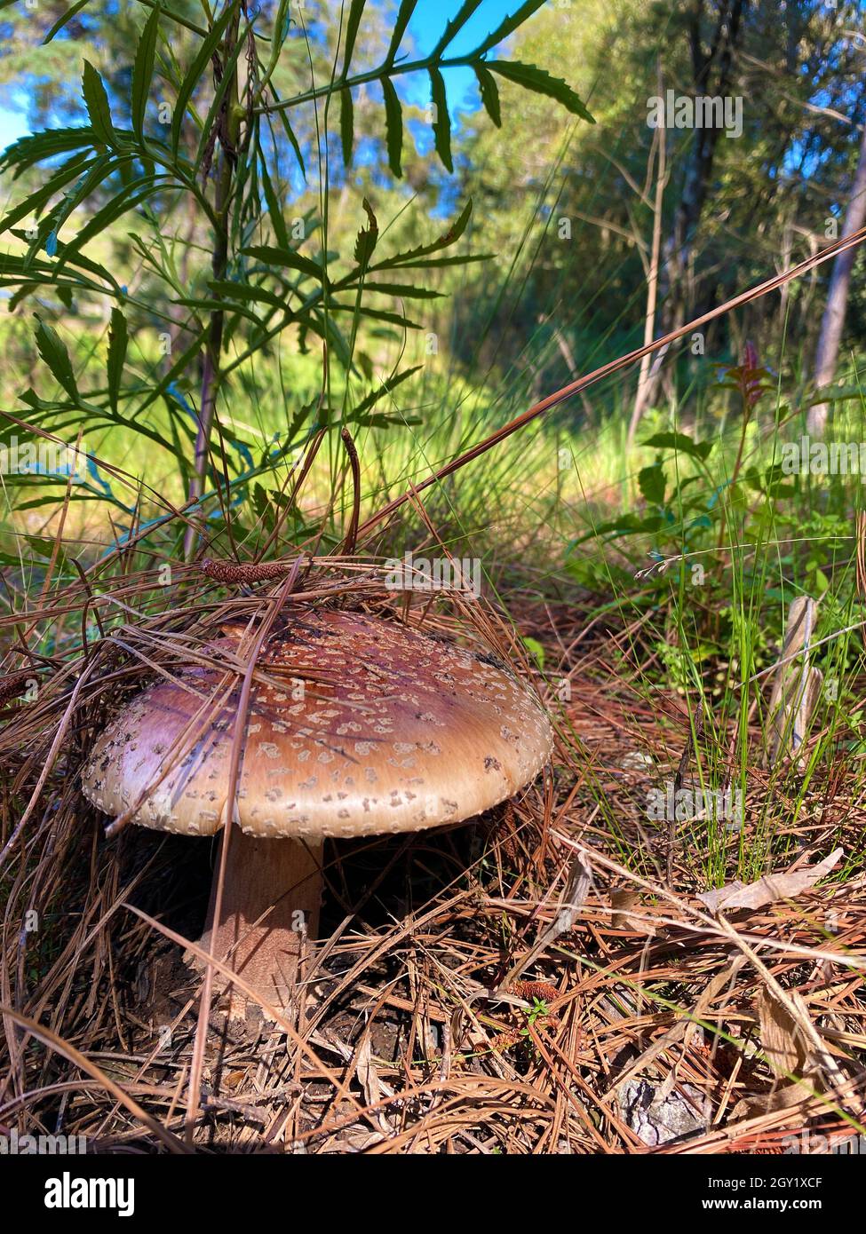 Mushrooms in natura.  Edible and even poisonous mushrooms have beneficial ecological functions for the forest and the environment. Stock Photo