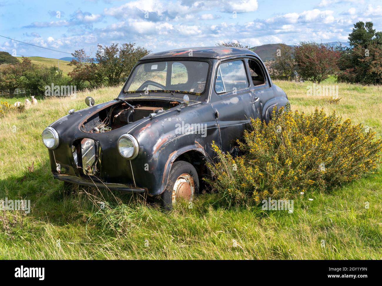 An abandoned Austin A30 motor car on show in North Wales, UK Stock Photo