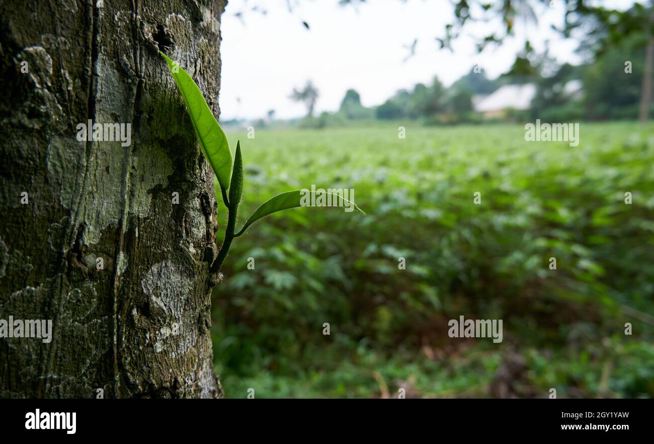 Jackfruit tree with cassava garden background Stock Photo