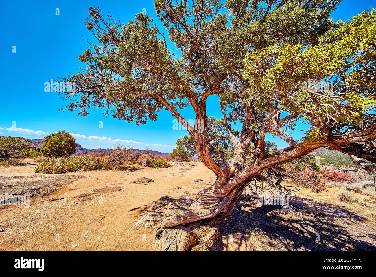 Close up of large desert tree with twisted bark and blue sky Stock Photo
