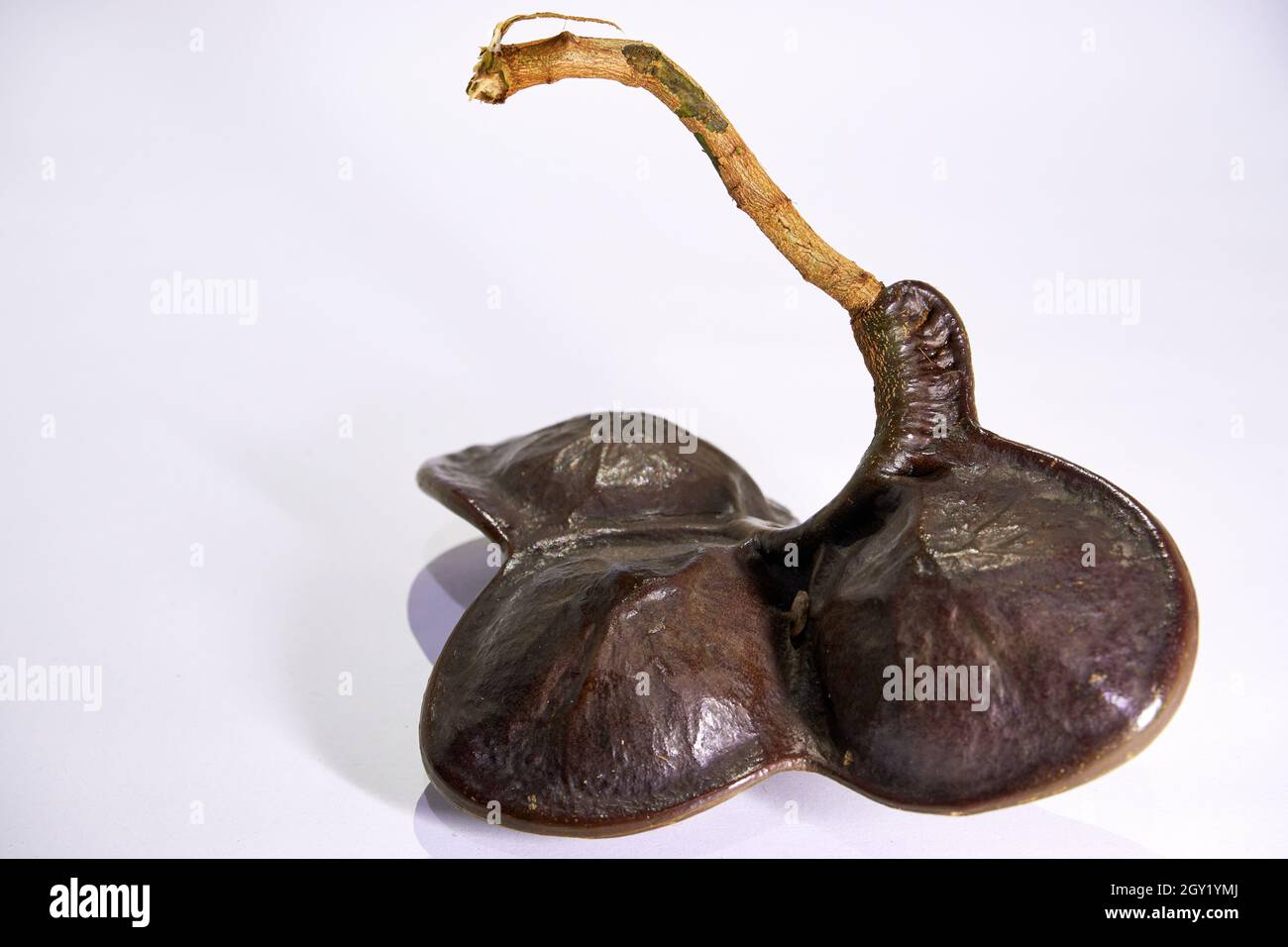 Jering High Resolution Stock Photography And Images Alamy