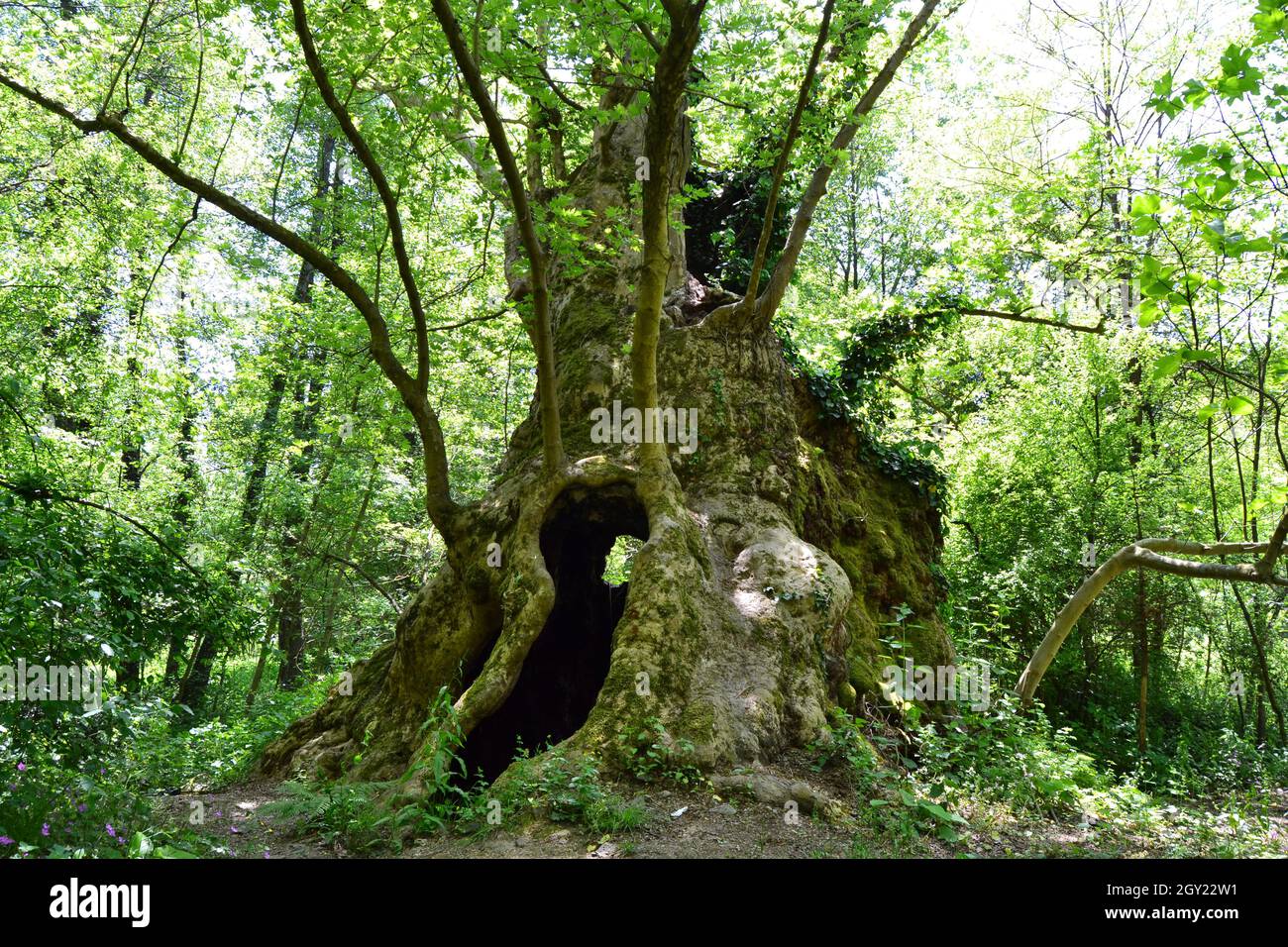 Platanus A Gate of the Forest Stock Photo Alamy