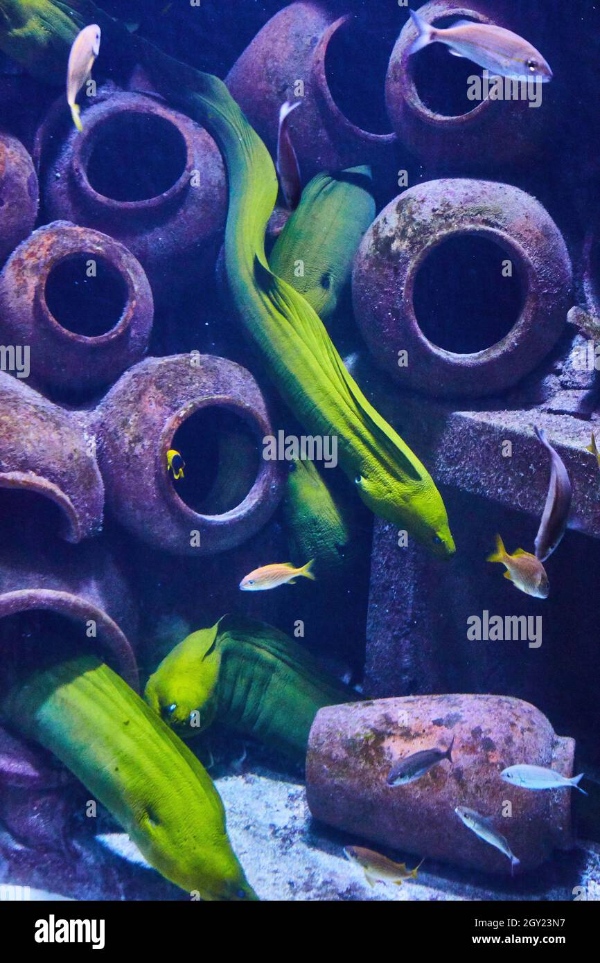 Green eel swimming around clay pots in aquarium Stock Photo Alamy