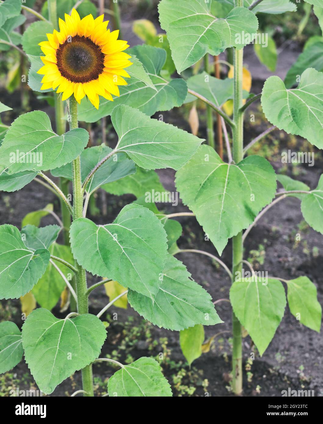 Sunflower plants (Helianthus Annuus) Stock Photo
