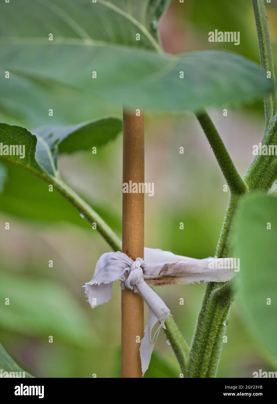 Bamboo cane tied with cloth to support sunflower plant stem (Helianthus Annuus) Stock Photo