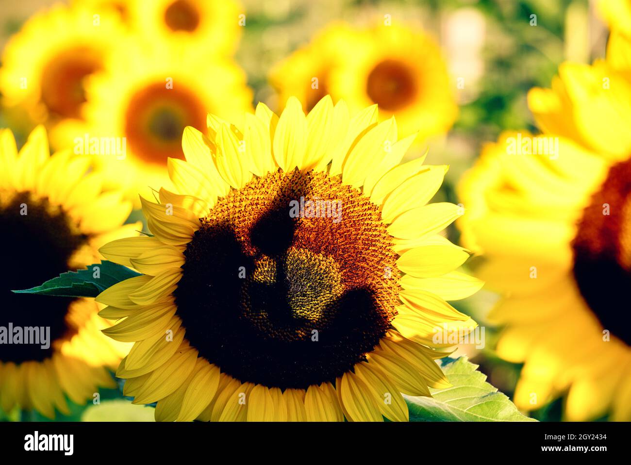 Shadow on sunflower head (Helianthus Annuus) in vivid vibrant field of sunflowers. Concept of optimistic, positivity, happiness Stock Photo