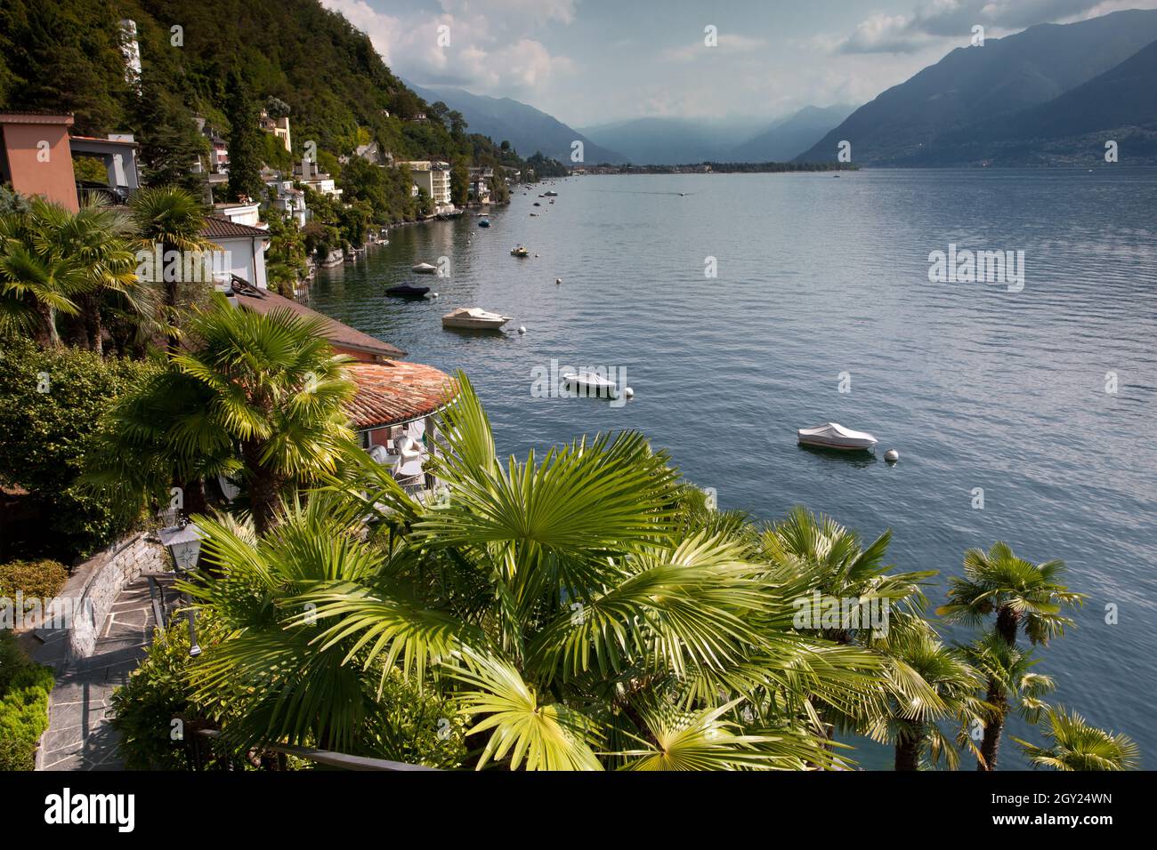 Lake Maggiore and Palms Stock Photo