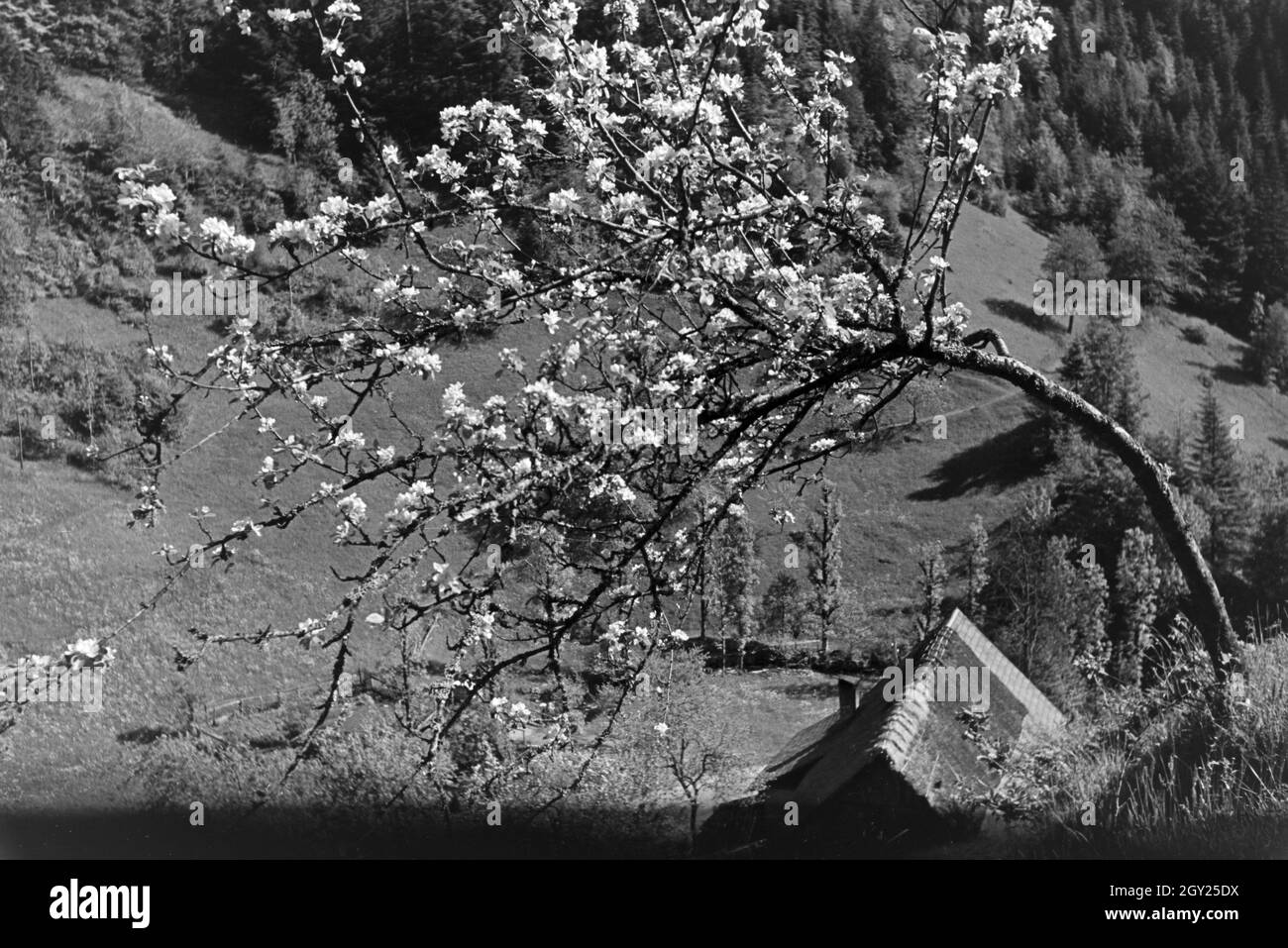 Idyllisches Schwarzwaldpanorama, Deutschland 1930er Jahre. Idyllic panoramic view of the Black Forest, Germany 1930s. Stock Photo