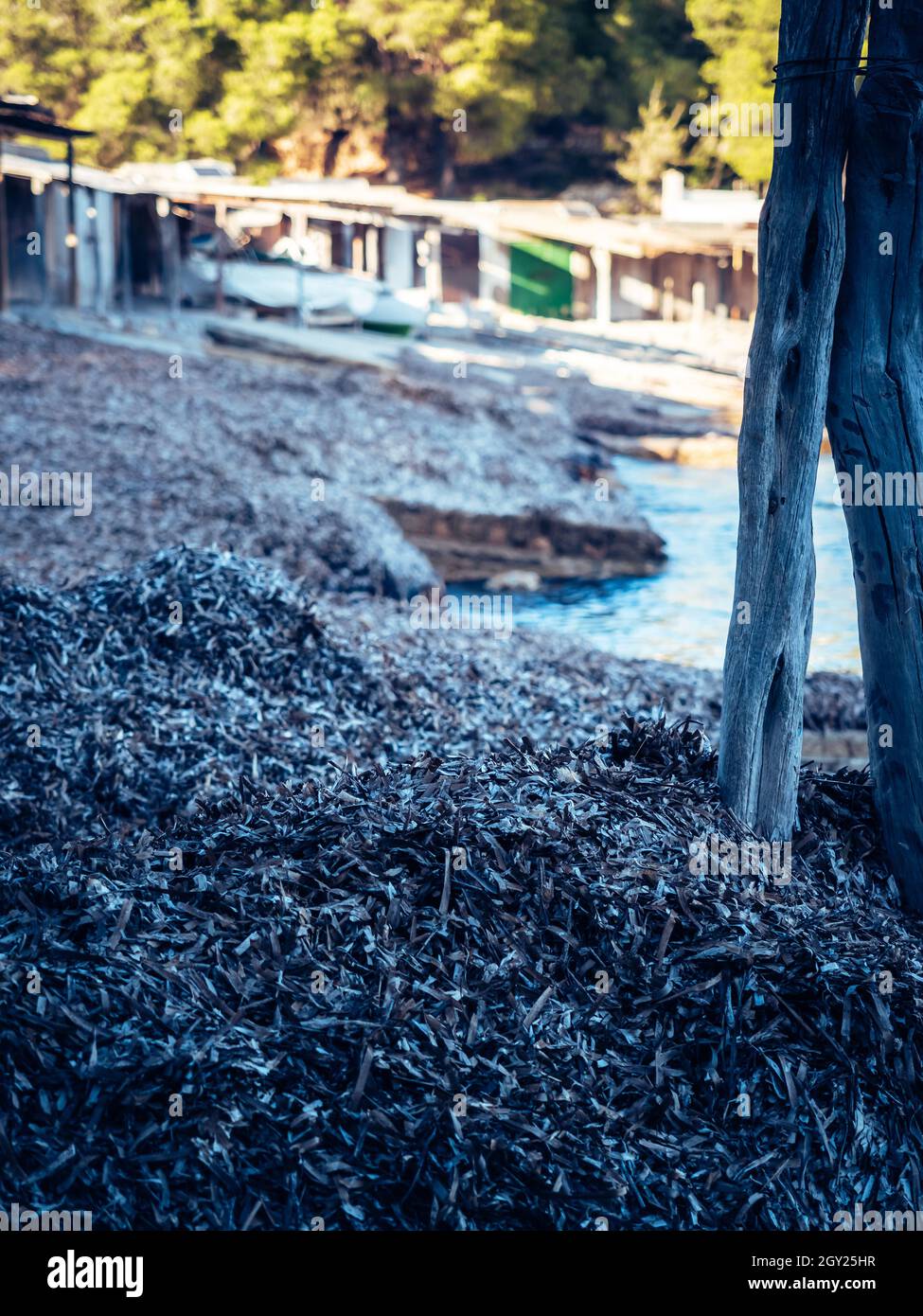 Beach grass vertical hi-res stock photography and images - Alamy