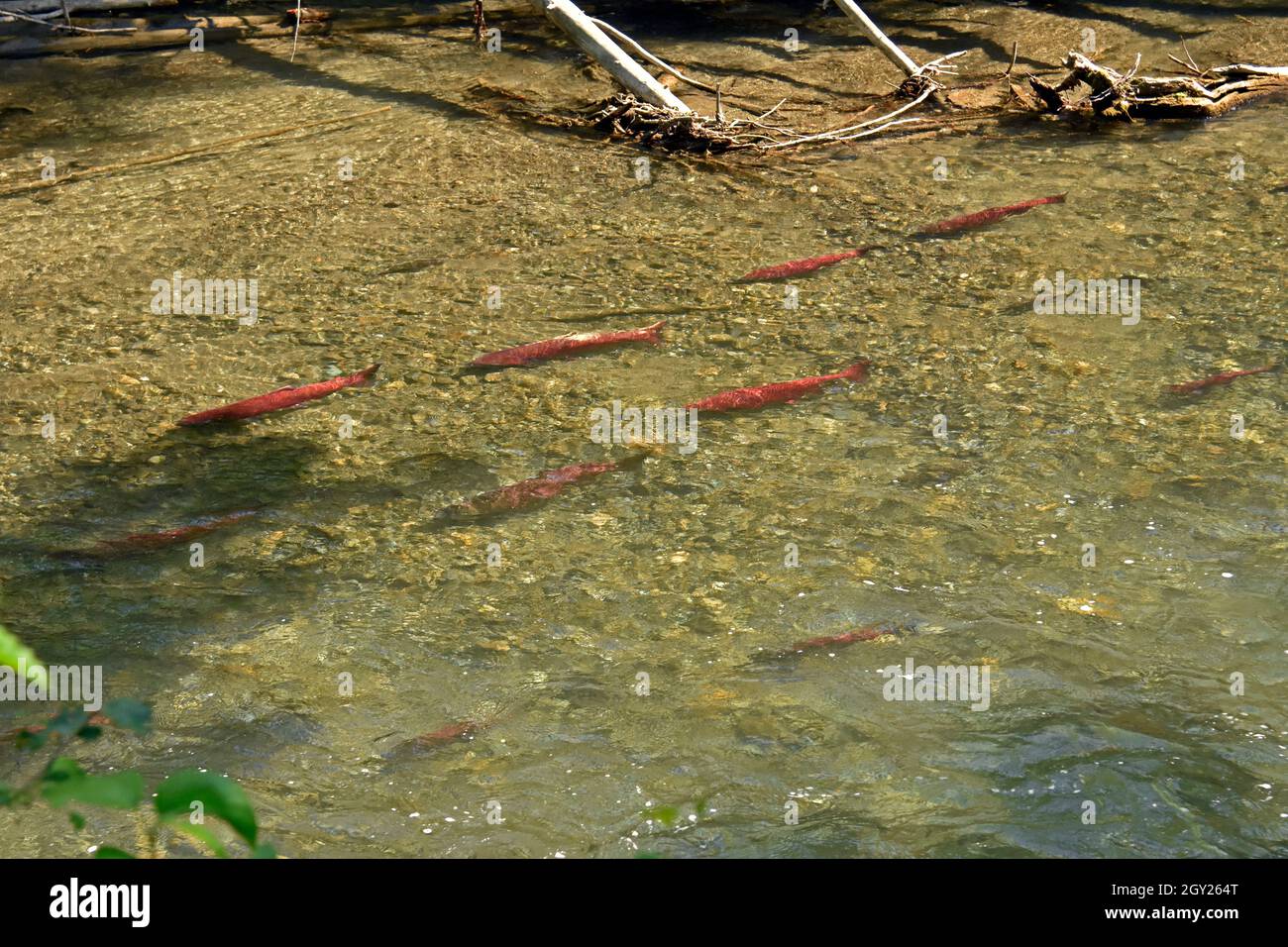 Chinook salmon, Oncorhynchus tshawytscha, Ship Creek, Anchorage, Alaska, USA Stock Photo