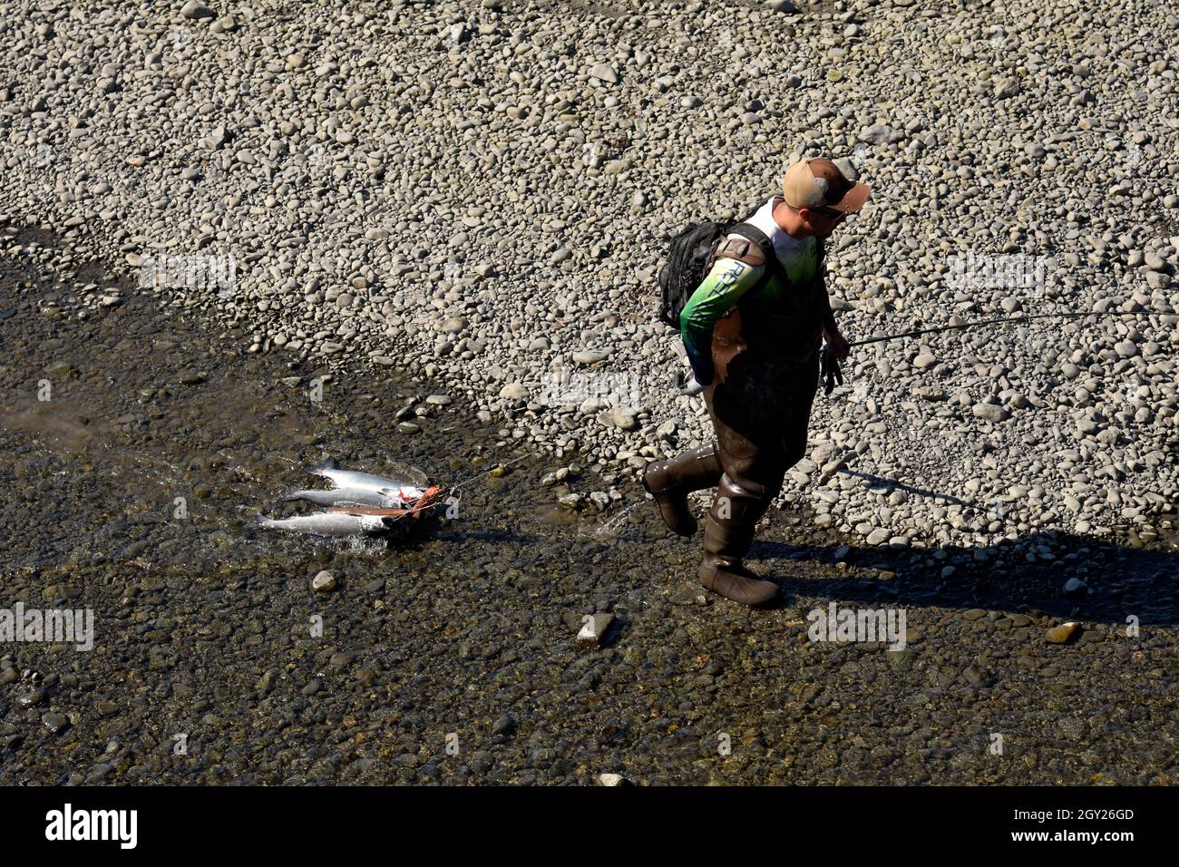 Recreational fisherman drags salmon, Ship Creek, Anchorage, Alaska, USA Stock Photo