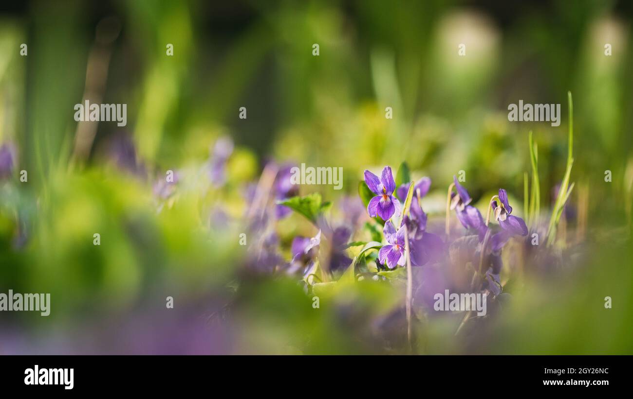 Beautiful Flowers Viola Odorata. Flowering Blooming Plant In Viola Family. Native To Europe And Asia. Background Nature Abstract Natural Green Bokeh Stock Photo