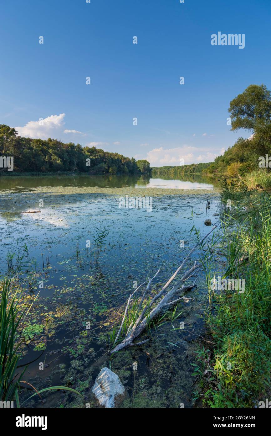 Zitny ostrov (Great Rye Island, Große Schüttinsel): anabranch, arm of river Danube, forest in Dunajske luhy (Danube Floodplains), , Slovakia Stock Photo