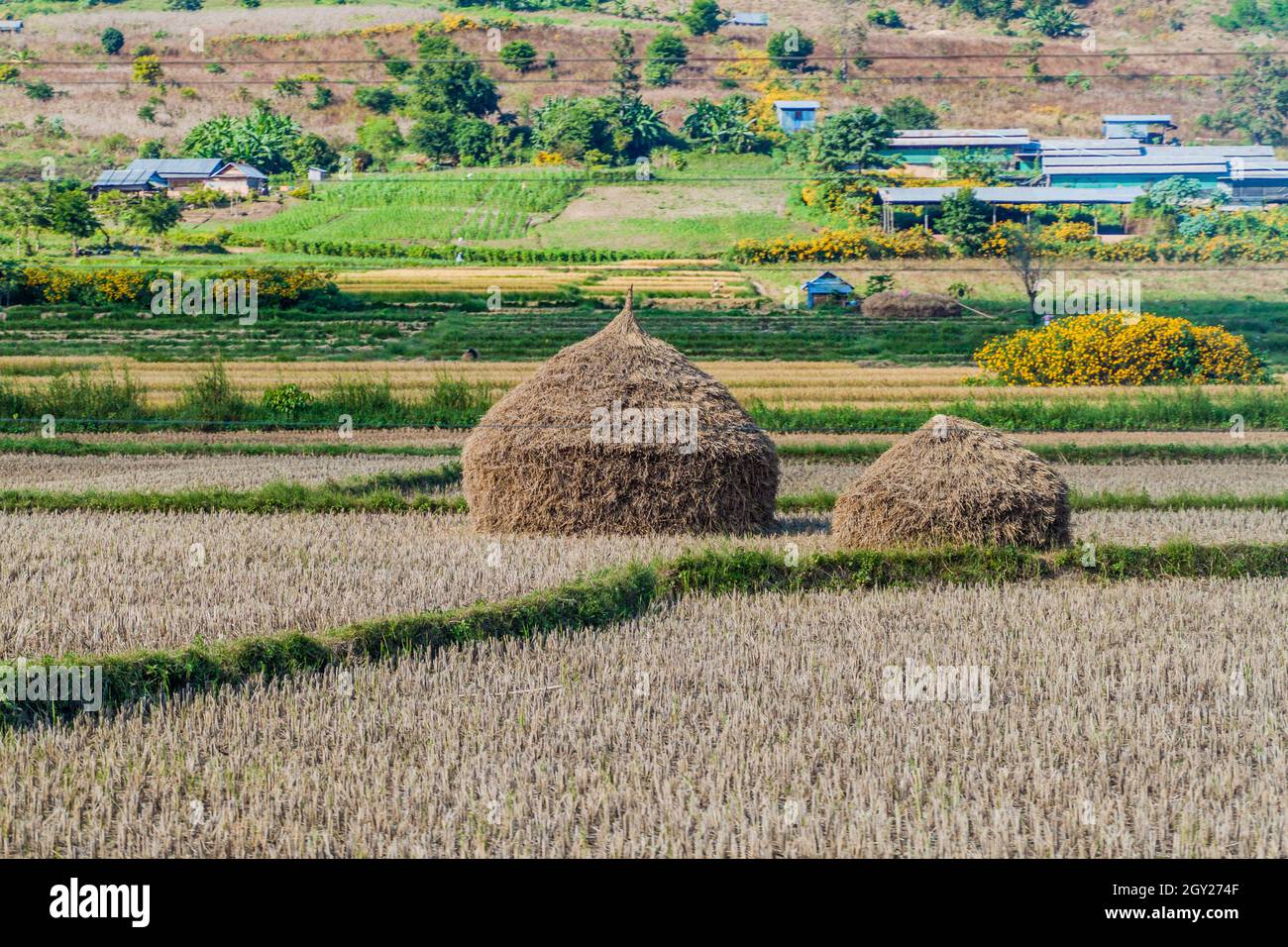 Rural landscape with rice straw stacks near Hsipaw, Myanmar Stock Photo ...