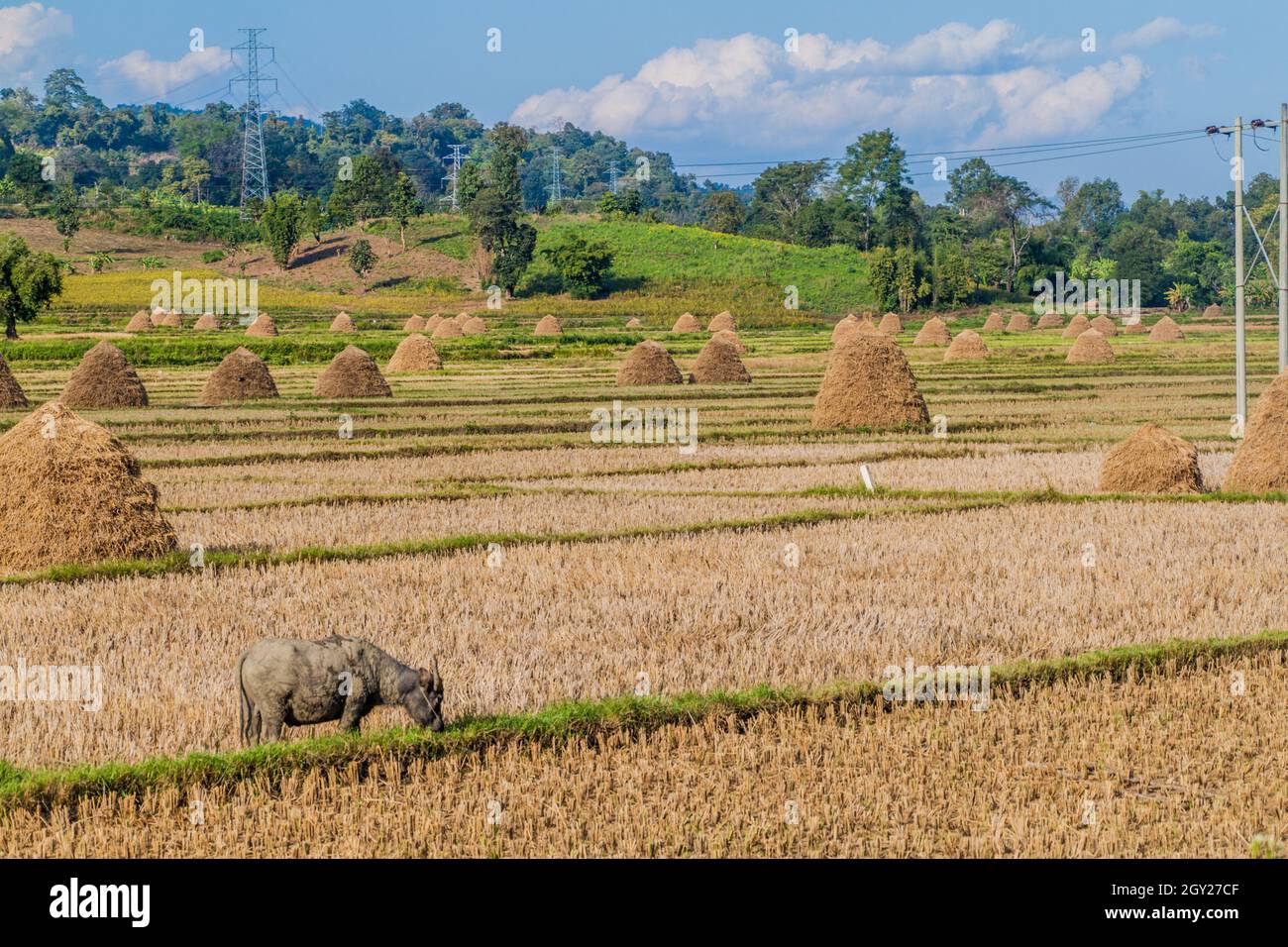 Rural landscape with rice straw stacks near Hsipaw, Myanmar Stock Photo ...