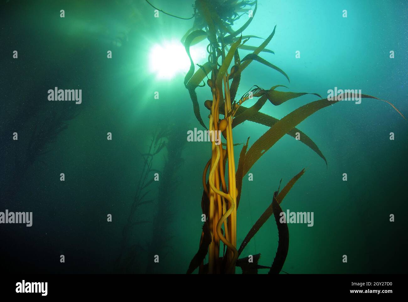 Great kelp forest with giant kelp, Macrocystis pyrifera, order Laminariales, Point Lobos State Natural Reserve, California, USA Stock Photo