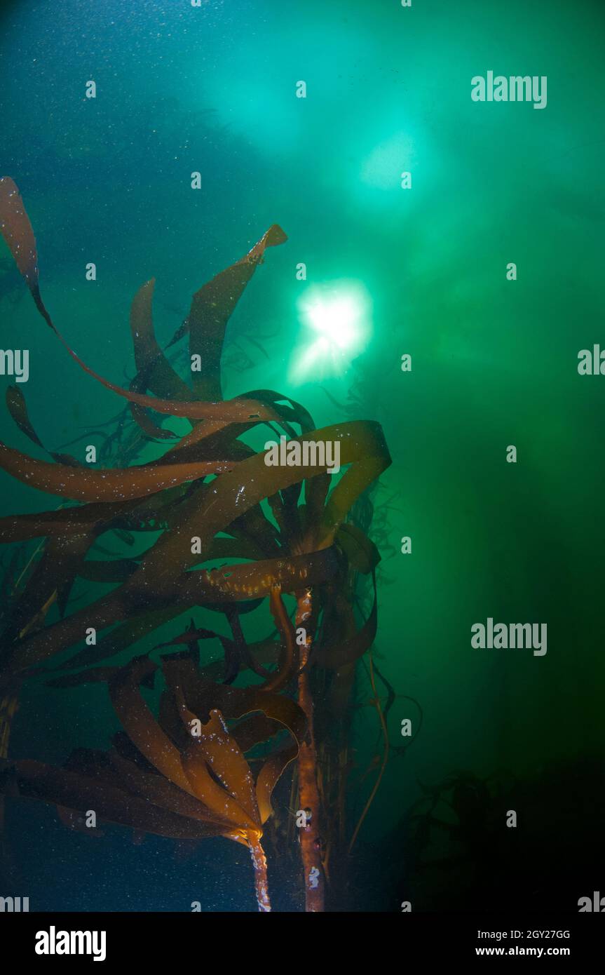 Great kelp forest with giant kelp, Macrocystis pyrifera, order Laminariales, Point Lobos State Natural Reserve, California, USA Stock Photo