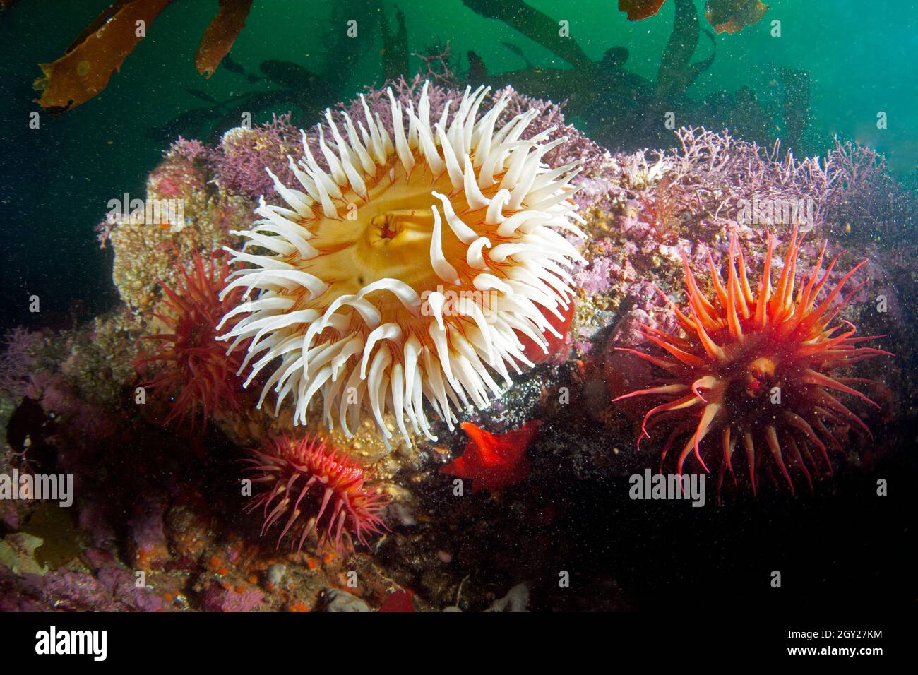 Painted or Christmas anemone, Urticina grebelnyi, Point Lobos State Natural Reserve, California, USA Stock Photo