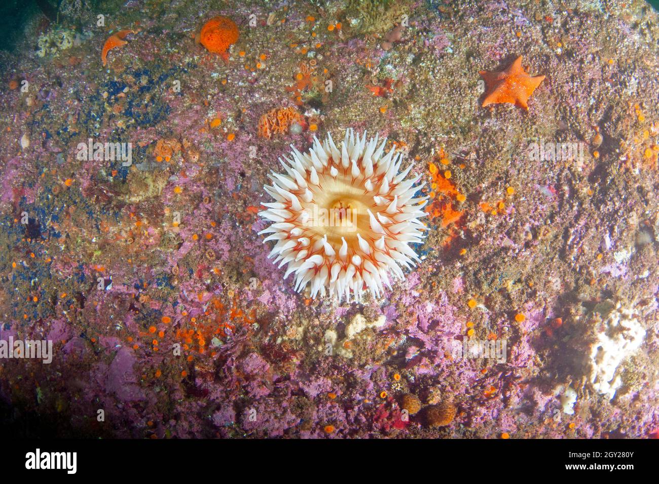 Painted anemone, Urticina grebelnyi, Point Lobos State Natural Reserve, California, USA Stock Photo