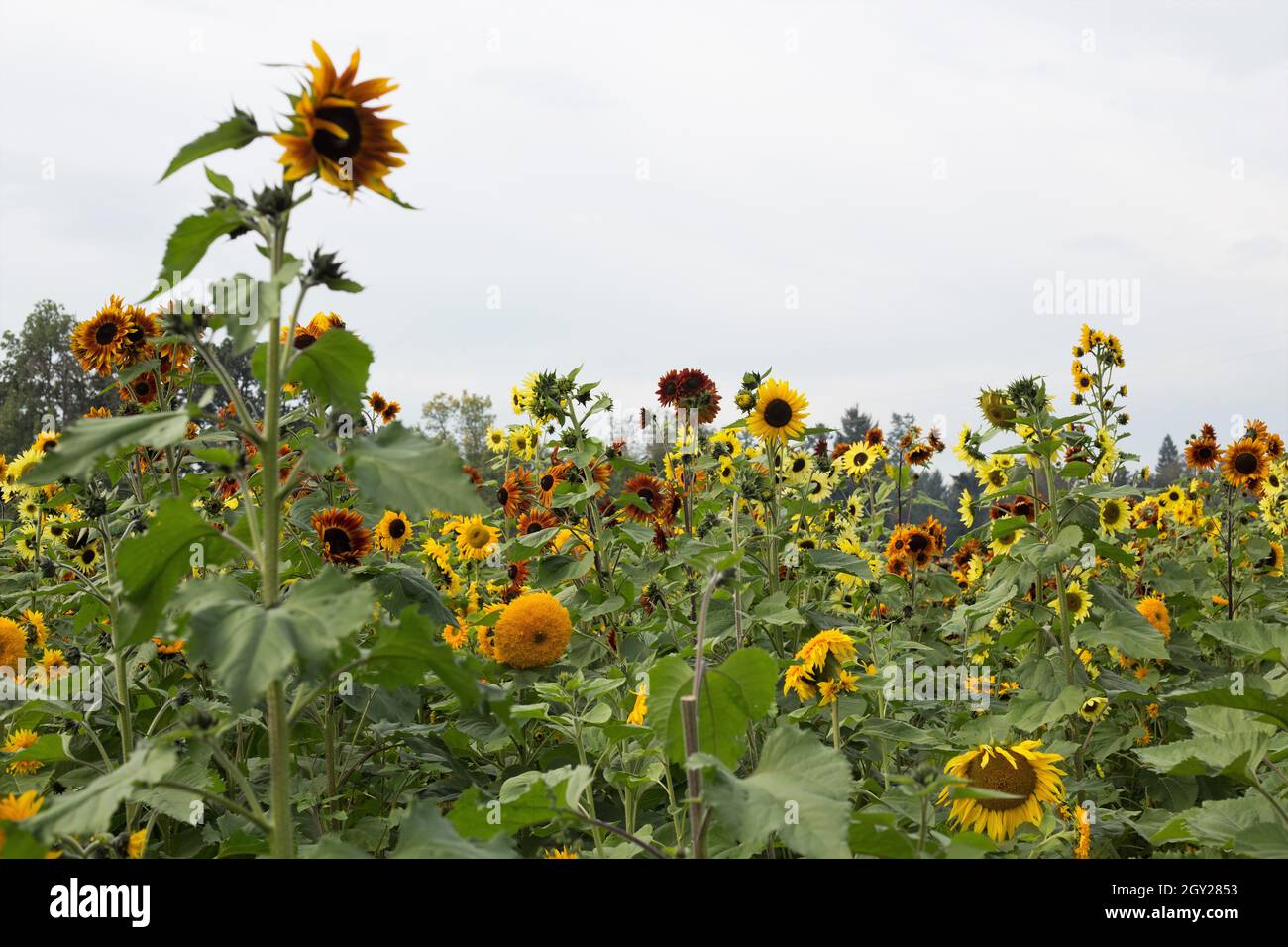 A field of sunflowers growing in Oregon in October Stock Photo Alamy