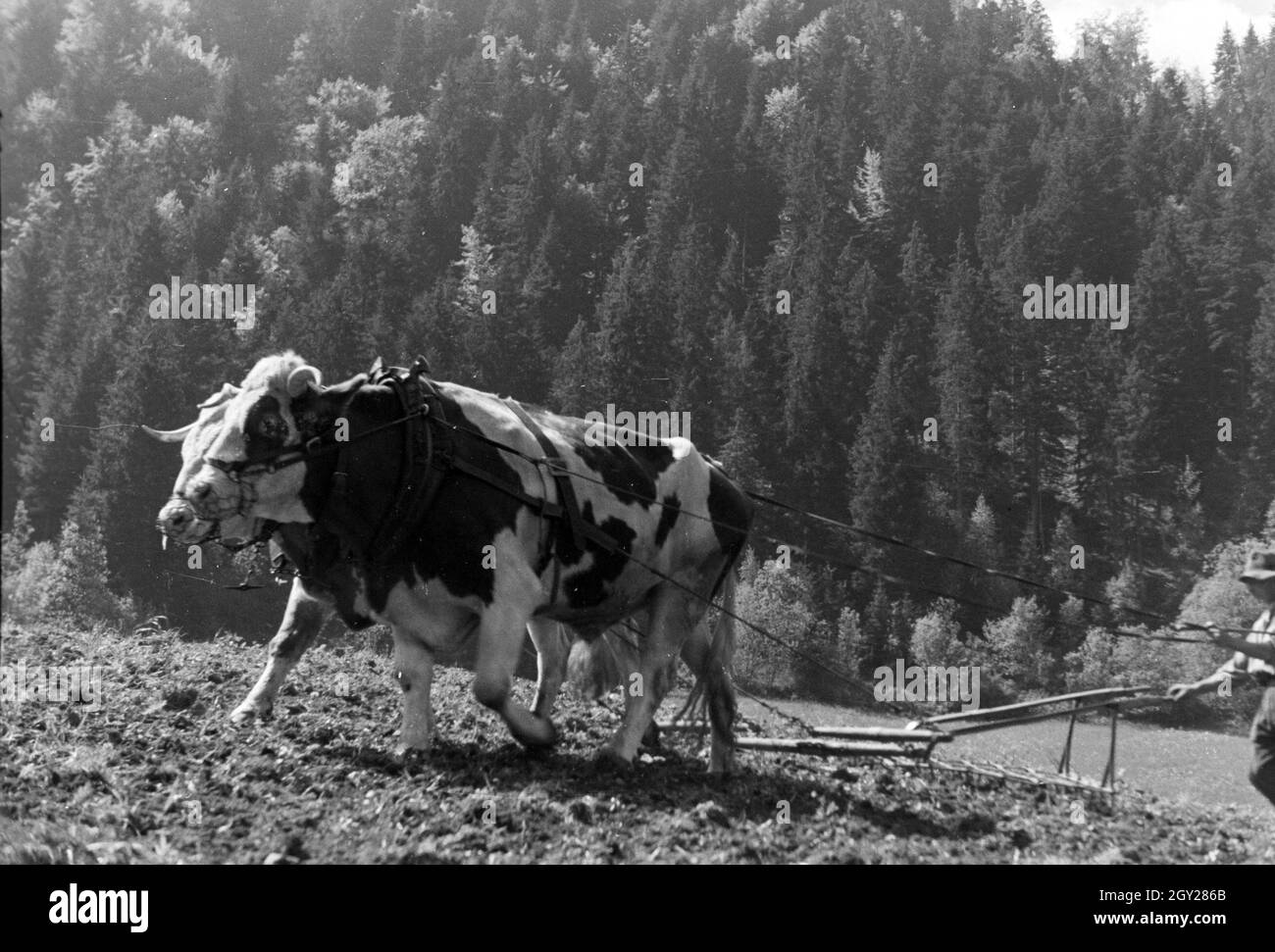 Ein Bauer mit einem Ochsengespann bei St. Märgen im Südschwarzwald, Deutschland 1930er Jahre. A farmer with a ox-drawn cart near St. Märgen in the Southern Black Forest, Germany 1930s. Stock Photo