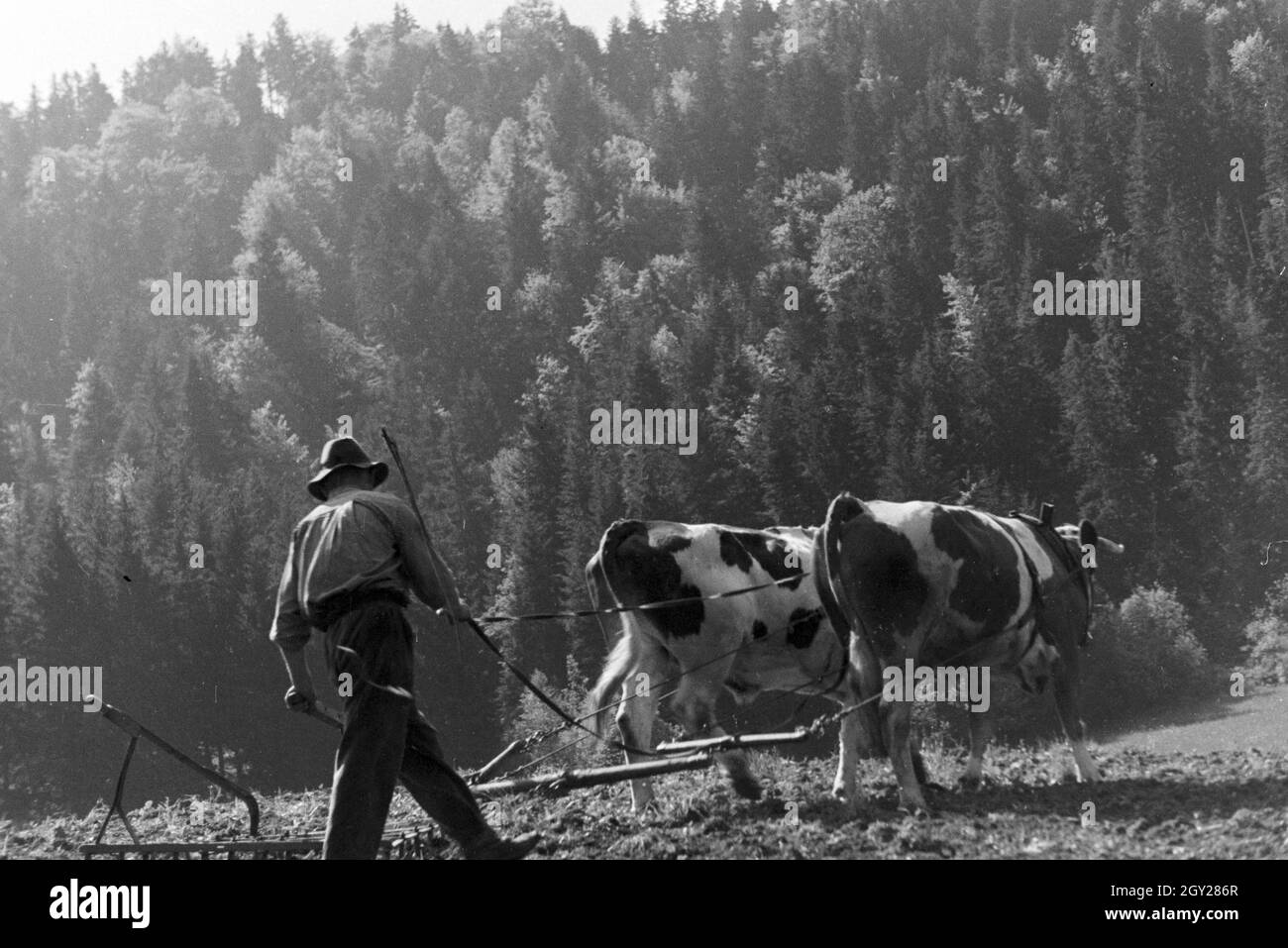 Ein Bauer mit einem Ochsengespann bei St. Märgen im Südschwarzwald, Deutschland 1930er Jahre. A farmer with a ox-drawn cart near St. Märgen in the Southern Black Forest, Germany 1930s. Stock Photo