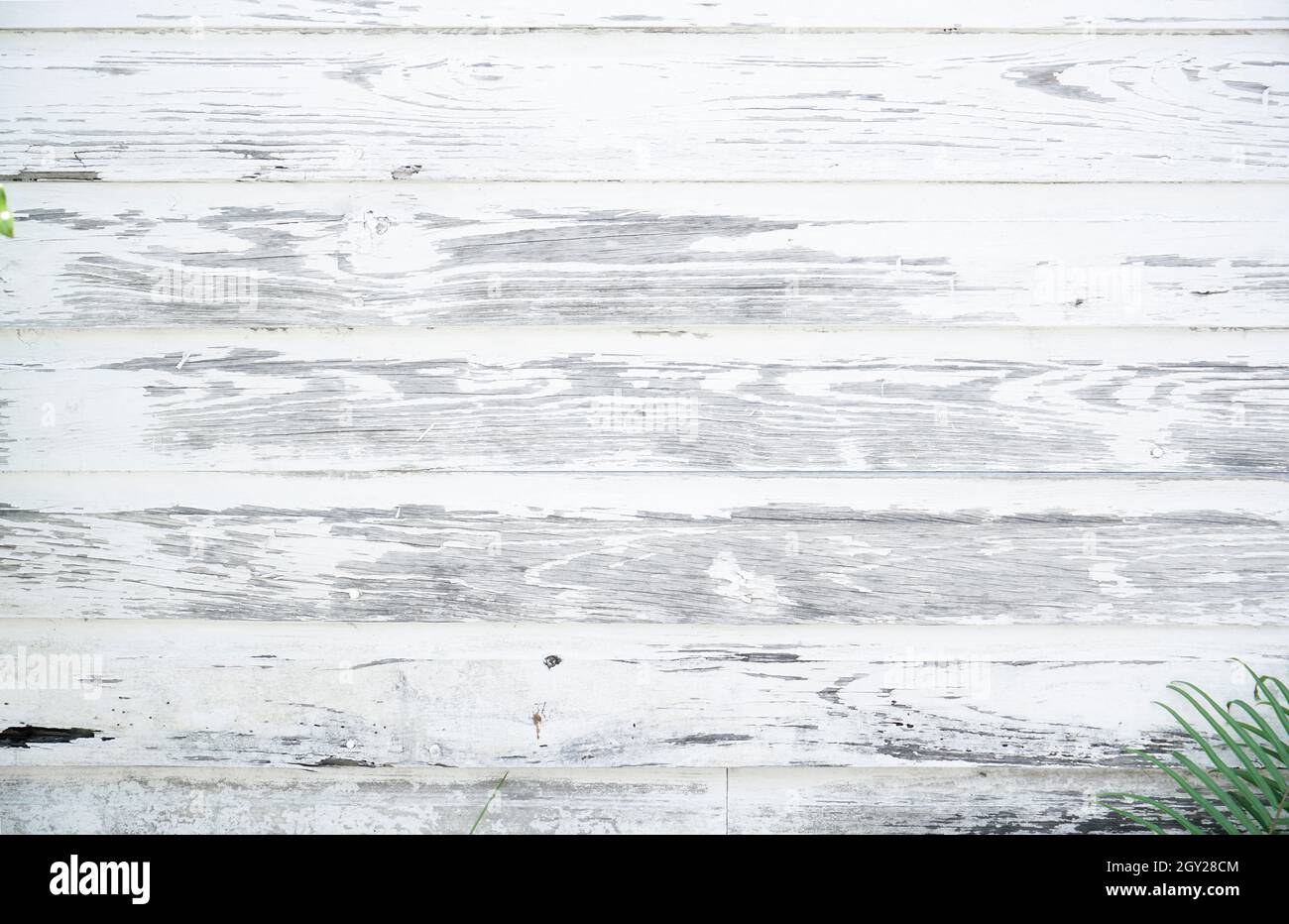 Crackled paint finish on white wood planks. Aged reclaimed barn wood. White antique faded rough