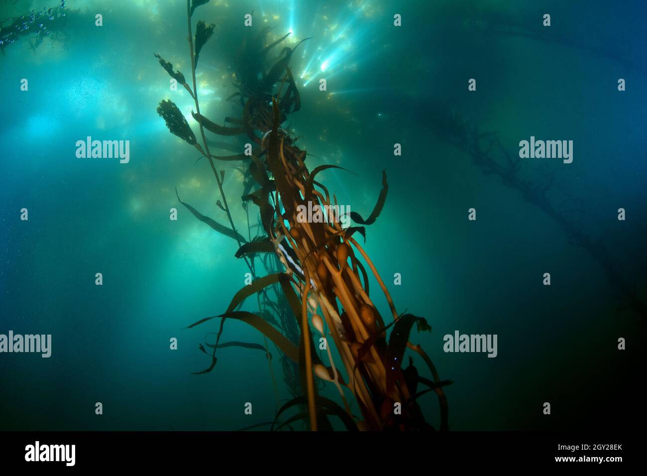 Great kelp forest with giant kelp, Macrocystis pyrifera, order