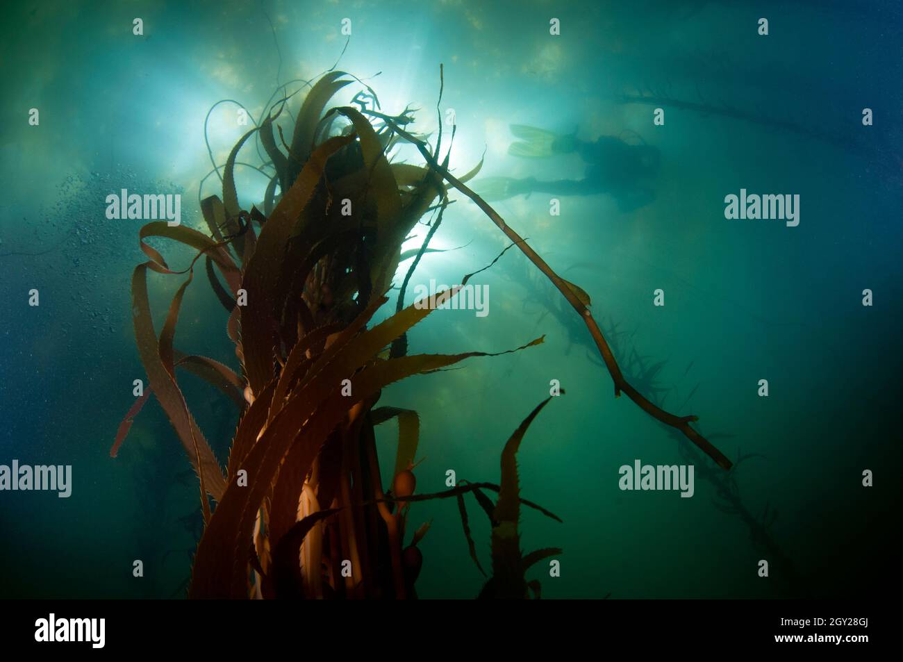 Diver in a great kelp forest with giant kelp, Macrocystis pyrifera, order Laminariales, Point Lobos State Natural Reserve, California, USA Stock Photo