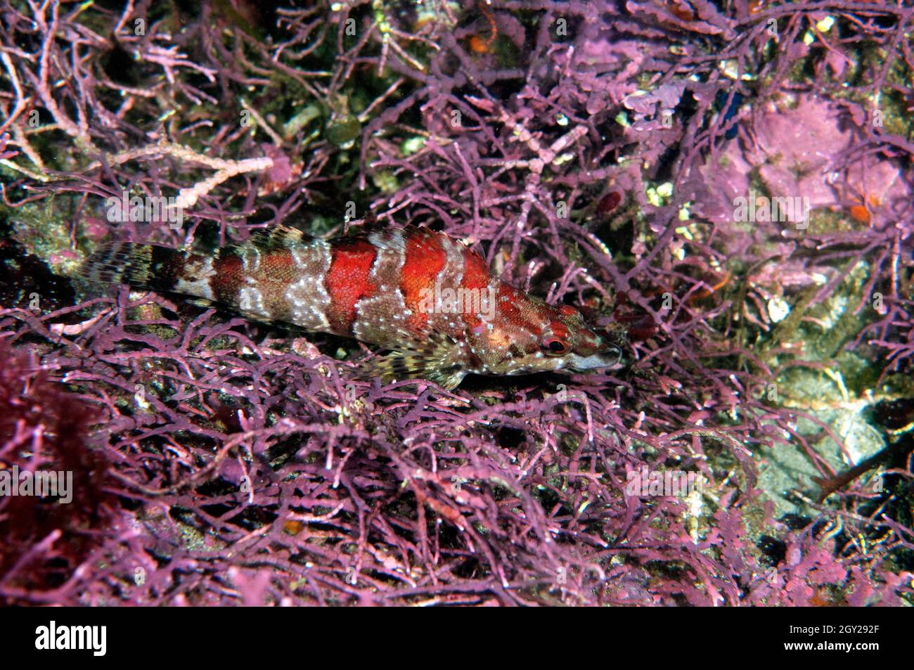 Painted greenling kelpfish, Oxylebius pictus, on a bed of purple algae, Point Lobos State Natural Reserve, California, USA Stock Photo